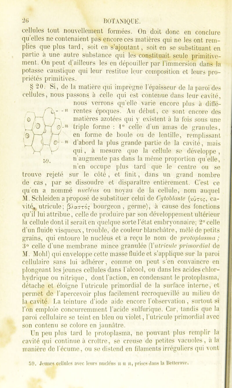 cellules tout nouvellement formées. On doit donc en conclure qu elles ne contenaient pas encore ces matières qui ne les ont rem- plies que plus tard, soit en s’ajoutant, soit en se substituant en partie à une autre substance qui les constituait, seule primitive- ment. On peut d'ailleurs les en dépouiller par l’immersion dans la potasse caustique qui leur restitue leur composition et leurs pro- priétés primitives. § 20. Si, de la matière qui imprègne l'épaisseur de la paroi des cellules, nous passons à celle qui est contenue dans leur cavité, nous verrons qu elle varie encore plus à difl'é- —, -n rentes époques. Au début, ce sont encore des ô r~i K matières azotées qui y existent à la fois sous une 0 jri &-n triple forme : 1° celle d'un amas de granules, —r f-< en forme de boule ou de lentille, remplissant / f.j_- é?-1 ■ 11 d’abord la plus grande partie de la cavité, mais V r' qui, à mesure que la cellule se développe , 5,ji n'augmente pas dans la même proportion qu'elle, n’en occupe plus tard que le centre ou se trouve rejeté sur le côté, et finit, dans un grand nombre de cas, par se dissoudre et disparaître entièrement. C’est ce qu'on a nommé nucléus ou noyau de la cellule, nom auquel M. Schleiden a proposé de substituer celui de Cijtoblasle (/.ûtoc, ca- vité* utric.ule; bourgeon, germe), à cause des fonctions qu’il lui attribue, celle de produire par son développement ultérieur la cellule dont il serait en quelque sorte l’état embryonnaire; 2° celle d’un fluide visqueux, trouble, de couleur blanchâtre, mêlé de petits grains, qui entoure le nucléus et a reçu le nom de protoplasma ; 3° celle d’une membrane mince granulée [ïutricule primordial de .M. Molli) qui enveloppe cette masse fluide et s’applique sur la paroi cellulaire sans lui adhérer, comme on peut s’en convaincre en plongeant les jeunes cellules dans l'alcool, ou dans les acides chlor- hydrique ou nitrique, dont l'action, en condensant le protoplasma, détache et éloigne Ïutricule primordial de la surface interne, et permet de l’apercevoir plus facilement recroquevillé au milieu de la cavité La teinture d’iode aide encore l'observation, surtout si l’on emploie concurremment l’acide sulfurique. Car, tandis que la paroi cellulaire se teint en bleu ou violet, Ï utricule primordial avec son contenu se colore en jaunâtre. Un peu plus tard le protoplasma, ne pouvant plus remplir la cavité qui continue à croître, se creuse de petites vacuoles, à la manière de l’écume, ou se distend en filaments irréguliers qui vont 50. Jeunes cellules avec leurs nucléus un H, prises émis la Bellcrnvc.