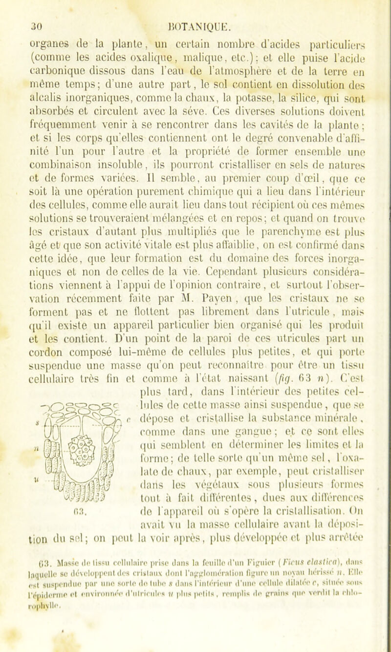 organes (le la plante, un certain nombre d'acides particuliers (comme les acides oxalique, maliquo, etc.); et elle puise l’acide carbonique dissous dans l'eau de l’atmosphère et de la terre en même temps ; d’une autre part, le sol contient en dissolution des alcalis inorganiques, comme la chaux, la potasse, la silice, qui sont absorbés et circulent avec la sève. Ces diverses solutions doivent fréquemment venir à se rencontrer dans les cavités de la plante ; et si les corps qu’elles contiennent ont le degré convenable d’affi- nité l’un pour l’autre et la propriété de former ensemble une combinaison insoluble, ils pourront cristalliser en sels de natures et de formes variées. Il semble, au premier coup d’œil, que ce soit là une opération purement chimique qui a lieu dans l’intérieur des cellules, comme elle aurait lieu dans tout récipient où ces mêmes solutions se trouveraient mélangées et en repos; et quand on trouve les cristaux d’autant plus multipliés que le parenchyme est plus âgé et1 que son activité vitale est plus affaiblie, on est confirmé dans cette idée, que leur formation est du domaine des forces inorga- niques et non de celles de la vie. Cependant plusieurs considéra- tions viennent à l'appui de l’opinion contraire, et surtout l’obser- vation récemment faite par M. Payen , que les cristaux ne se forment pas et ne flottent pas librement dans l’utricule, mais qu'il existe un appareil particulier bien organisé qui les produit et les contient. D’un point de la paroi de ces utricules part un cordon composé lui-même de cellules plus petites, et qui porte suspendue une masse qu’on peut reconnaître pour être un tissu cellulaire très lin et comme à l’état naissant (pg. 63 n). C'est plus tard, dans l'intérieur des petites cel- lules de cette masse ainsi suspendue, que se dépose et cristallise la substance minérale . comme dans une gangue ; et ce sont elles qui semblent en déterminer les limites et la forme; de telle sorte qu’un même sel, l'oxa- lato de chaux, par exemple, peut cristalliser dans les végétaux sous plusieurs formes tout à fait différentes, dues aux différences de l'appareil où s'opère la cristallisation. On avait vu la masse cellulaire avant la déposi- tion du sel; on peut la voir après, plus développée et plus arrêtée 03. Musse de tissu cellulaire prise dans la feuille d’un Figuier ( Ficus claslica), dans laquelle se développent des cristaux dont l'agglomération figure un noyau hérissé 11. File est suspendue par une sorte de tube s dans l'intérieur d’une cellule dilatée r, située son^ l'épiderme et environnée d'nlrieules u plus petits, remplis de grains que verdit la chlo- rophylle.