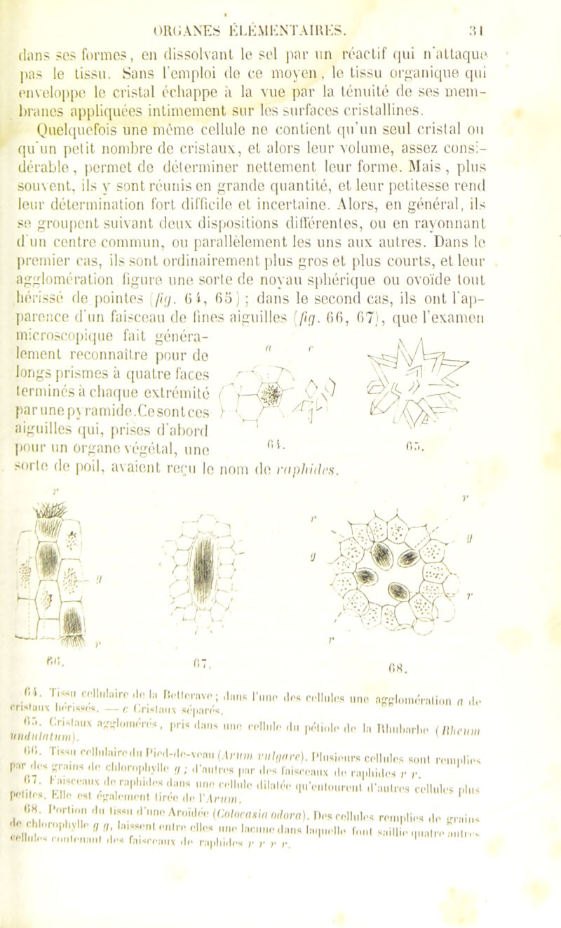 clans ses formes, en dissolvant le sel par un réactif qui n'attaque pas le tissu. Sans l’emploi de ce moyen, le tissu organique qui enveloppe le cristal échappe à la vue par la ténuité de ses mem- branes appliquées intimement sur les surfaces cristallines. Quelquefois une même cellule ne contient qu'un seul cristal ou qu'un petit nombre de cristaux, et alors leur volume, assez consi- dérable, permet de déterminer nettement leur forme. Mais, plus souvent, ils y sont réunis en grande quantité, et leur petitesse rend leur détermination fort difficile et incertaine. Alors, en général, ils se groupent suivant doux dispositions différentes, ou en rayonnant d un centre commun, ou parallèlement les uns aux autres. Dans le premier cas, ils sont ordinairement plus gros et plus courts, et leur agglomération figure une sorte de noyau sphérique ou ovoïde tout hérissé de.pointes [Juj. (H, 65) ; dans le second cas, ils ont l'ap- parence d'un faisceau de fines aiguilles (ftg. 66, 67), que l’examen microscopique fait généra- lement reconnaître pour de longs prismes à quatre faces terminés à chaque extrémité par une pyramide.Cesont ces aiguilles qui, prises d'abord pour un organe végétal, une sorte de poil, avaient reçu le nom de raphides. - OS) v V Æt) ni. fin, 07. <H. Tissu cellulaire ,1e h, Bclterave ; dans l'une des cellules une agglomération n de cristaux hérissés. —c Cristaux séparés. P™ ,laS nn 1 Tllii.bnrlio (Uheum Ti,s. rf’|l,n,iy,!'1 f'icl-de-venu (Arum vtilflnre), Plusieurs cellules soûl rem, s par des grains de chlorophylle „ ; d'autres par des faisceaux de raphides r r JO T dilaldo ‘I'™*01'™1 d'autres cellules plus Ello est egalement lirde do \ Arum» Jl I’0r.,,T ,ln (l no Aroïdée (Golocatia Oilora). Des cellules remplies de grains hlnrophylle (7 w, laissent entre elles nue lacune dans Ituptelle font saillie mini mil. - cellules contenant des faisceaux de raphides ,• ,■