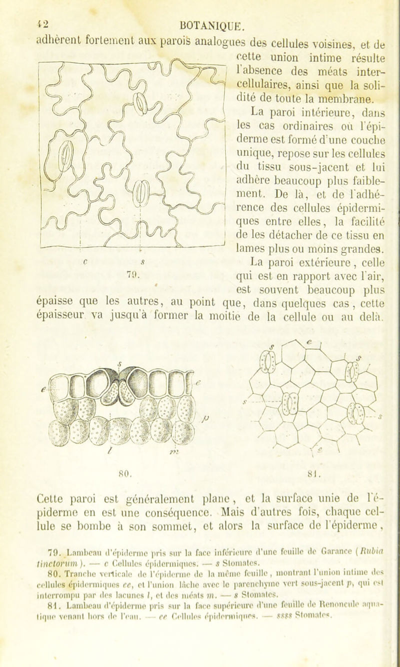 adhèrent fortement aux parois analogues des cellules voisines, et de cette union intime résulte 1 absence des méats inter- cellulaires, ainsi que la soli- dité de toute la membrane. La paroi intérieure, dans les cas ordinaires ou l'épi- derme est formé d'une couche unique, repose sur les cellules du tissu sous-jacent et lui adhère beaucoup plus faible- ment. De là, et de l'adhé- rence des cellules épidermi- ques entre elles, la facilité de les détacher de ce tissu en lames plus ou moins grandes. c s La paroi extérieure, celle 7!)- qui est en rapport avec l'air, est souvent beaucoup plus épaisse que les autres, au point que, dans quelques cas, cette épaisseur va jusqu'à former la moitié de la cellule ou au delà. 80. 81. Cette paroi est généralement plane, et la surface unie de l'é- piderme en est une conséquence. Mais d’autres fois, chaque cel- lule se bombe à son sommet, et alors la surface de l’épiderme, 79. Lambeau d'épiderme pris sur lu face inférieure d'une feuille de Garance ( Rubin tinctorum ). — c Cellules épidermiques. — s Stomates. 80. Tranche verticale de l’épiderme de la mémo feuille, montrant l'union intime des cellules épidermiques ce, et l'union lâche avec le parenchyme vert sous-jacent p, qui est interrompu par des lacunes /, et des méats m. — s Stomates. 81. Lambeau d'épiderme pris sur la face supérieure d'une feuille île Renoncule aqua- tique venant hors de l'eau. ce Cellules épidermiques. — MH Stomates.