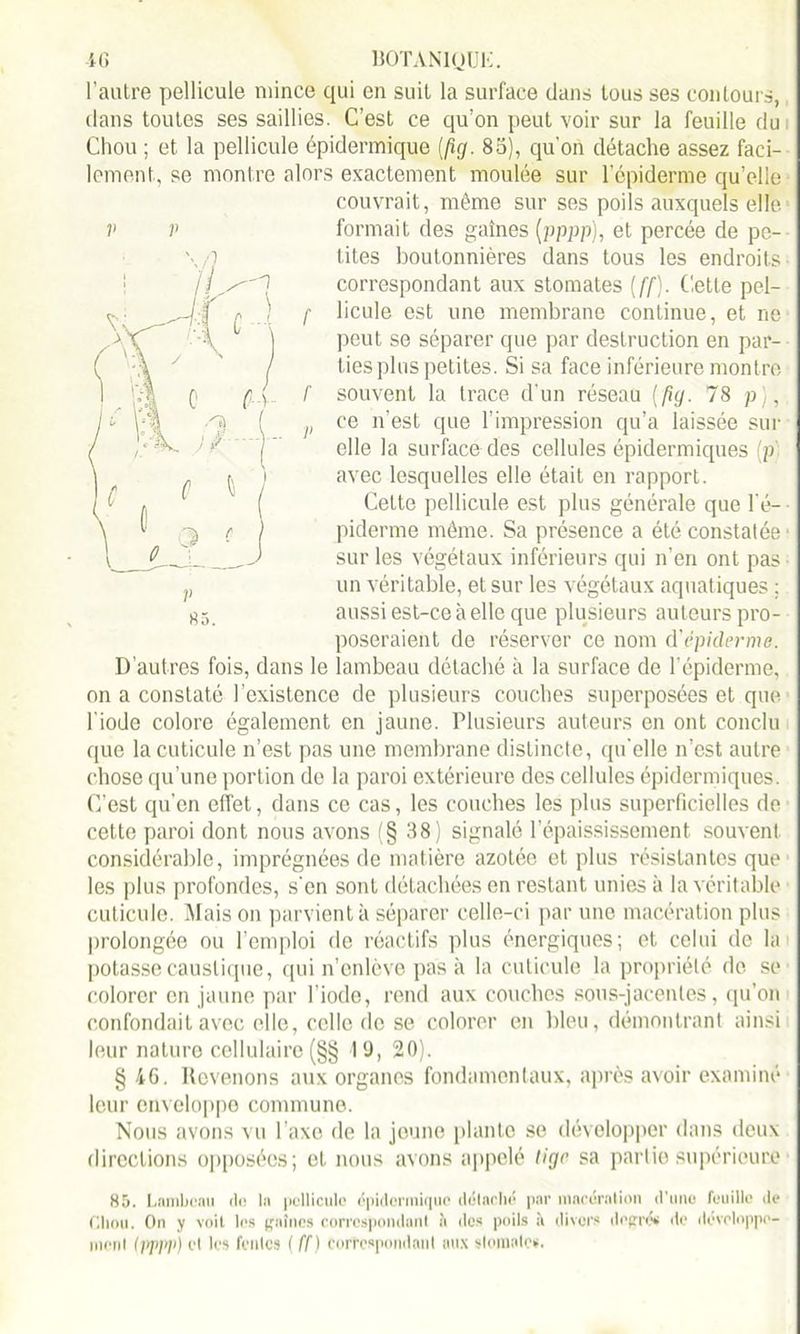 l’autre pellicule mince qui en suit la surface dans tous ses contours, dans toutes ses saillies. C’est ce qu’on peut voir sur la feuille du Chou ; et la pellicule épidermique [fig. 85), qu’on détache assez faci- lement, se montre alors exactement moulée sur l’épiderme qu’elle couvrait, même sur ses poils auxquels elle, formait des gaines (pppp), et percée de pe- tites boutonnières dans tous les endroits correspondant aux stomates (ff). Cette pel- f licule est une membrane continue, et ne peut se séparer que par destruction en par- ties plus petites. Si sa face inférieure montre /' souvent la trace d’un réseau [fig. 78 p), v ce n'est que l'impression qu’a laissée sur elle la surface des cellules épidermiques (p avec lesquelles elle était en rapport. Cette pellicule est plus générale que l’é- piderme même. Sa présence a été constatée' sur les végétaux inférieurs qui n’en ont pas un véritable, et sur les végétaux aquatiques : aussi est-ce à elle que plusieurs auteurs pro- poseraient de réserver ce nom d'épiderme. D’autres fois, dans le lambeau détaché à la surface de l’épiderme, on a constaté l’existence de plusieurs couches superposées et que l'iode colore également en jaune. Plusieurs auteurs en ont conclu que la cuticule n’est pas une membrane distincte, qu’elle n’est autre chose qu’une portion de la paroi extérieure des cellules épidermiques. C’est qu’en effet, dans ce cas, les couches les plus superficielles de cette paroi dont nous avons (§ 38) signalé l’épaississement souvent considérable, imprégnées de matière azotée et plus résistantes que les plus profondes, s’en sont détachées en restant unies à la véritable cuticule. Mais on parvient à séparer celle-ci par une macération plus prolongée ou l’emploi de réactifs plus énergiques; et celui de la potasse caustique, qui n’enlève pas à la cuticule la propriété de se colorer en jaune par l’iode, rend aux couches sous-jacentes, qu’on confondait avec elle, celle do se colorer en bleu, démontrant ainsi leur nature cellulaire (§§ I 9, 20). § 46. Revenons aux organes fondamentaux, après avoir examiné leur enveloppe commune. Nous avons vu l'axe de la jeune plante se développer dans deux directions opposées; et nous avons appelé Hgr sa partie supérieure 85. Lambeau do la pellicule épidermique détaché par macération d'une feuille de Clmu. On y voit les (faînes correspondant à des poils à divers degré* de développe- ment (pppp) et les fentes ( ff) correspondant aux stomate*. V V