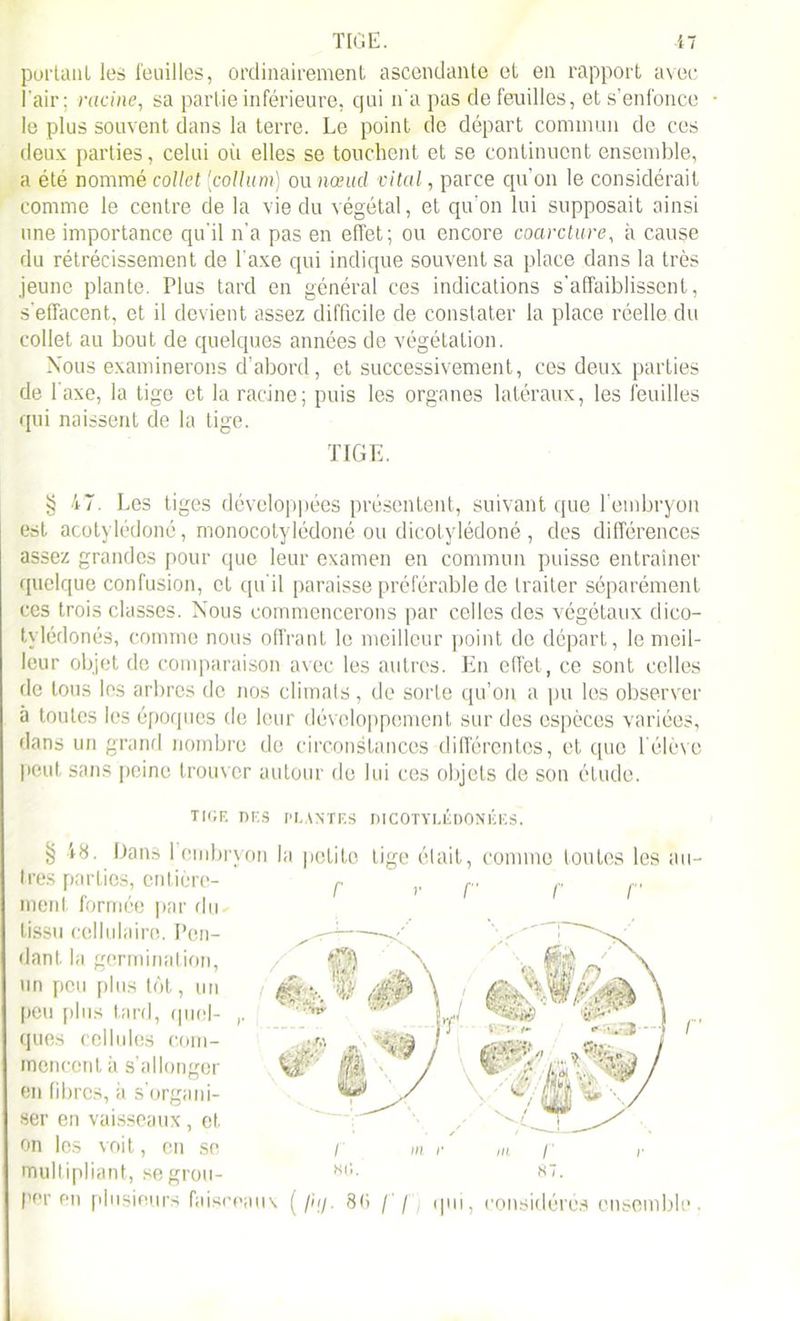 porlanl les feuilles, ordinairement ascendante et en rapport avec l'air: racine, sa partie inférieure, qui n'a pas de feuilles, et s’enfonce le plus souvent dans la terre. Le point de départ commun de ces deux parties, celui où elles se touchent et se continuent ensemble, a été nommé collet (■collum) ou nœud vital, parce qu'on le considérait comme le centre de la vie du végétal, et qu’on lui supposait ainsi une importance qu'il n'a pas en effet; ou encore coarcture, à cause du rétrécissement de l'axe qui indique souvent sa place dans la très jeune plante. Plus tard en général ces indications s'affaiblissent, s'effacent, et il devient assez difficile de constater la place réelle du collet au bout de quelques années de végétation. Nous examinerons d’abord, et successivement, ces deux parties de l'axe, la tige et la racine; puis les organes latéraux, les feuilles qui naissent de la tige. TIGE. § 47. Les tiges développées présentent, suivant que l’embryon est acotylédoné, monocotylédoné ou dicotylédoné, des différences assez grandes pour que leur examen en commun puisse entraîner quelque confusion, et qu'il paraisse préférable de traiter séparément ces trois classes. Nous commencerons par celles des végétaux dico- tylédones, comme nous offrant le meilleur point de départ, le meil- leur objet de comparaison avec les autres. En effet, ce sont celles de tous les arbres de nos climats, de sorte qu’on a pu les observer à toutes les époques de leur développement sur des espèces variées, dans un grand nombre de circonstances différentes, et que l'élève peut sans peine trouver autour de lui ces objets de son étude. TIGE DES PLANTES DICOTYLÉDONÉES. f r r § 48. Dans 1 embryon la petite tige était, connue toutes très parties, entière- ment formée par du tissu cellulaire. Pen- dant la germination, un peu plus tôt, un peu plus tard, quel- ,. ques cellules com- mencent à s’allonger en fibres, à s'organi- Up-'À' ser en vaisseaux, et on les voit, en se multipliant, se grou- per en plusieurs faisceaux ( /i;/. 8(> /’/ qui, considérés cm r «c> r 87. omble