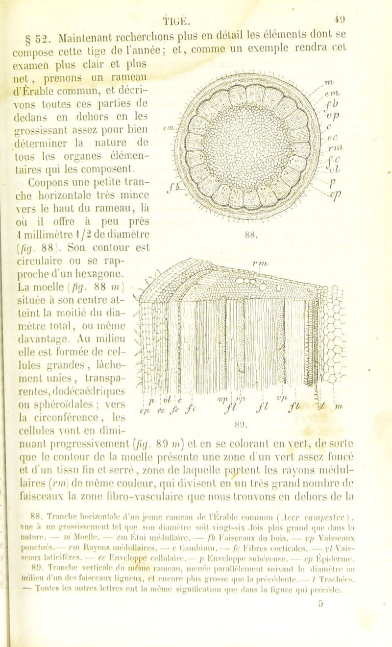 Ïiülï. 4<j § 52. Maintenant recherchons plus en détail les éléments dont se compose cette tige de l’année; et, comme un exemple rendra cet examen plus clair et plus net, prenons un rameau d’Érable commun, et décri- vons toutes ces parties de dedans en dehors en les grossissant assez pour bien déterminer la nature de tous les organes élémen- taires qui les composent. Coupons une petite tran- che horizontale très mince vers le haut du rameau, là où il offre à peu près I millimètre 1/2 de diamètre (fuj. 88'. Son contour est circulaire ou se rap- proche d'un hexagone. La moelle [fig. 88 m) située à son centre at- teint la moitié du dia- mètre total, ou môme davantage. Au milieu elle est formée de cel- lules grandes, lâche- ment unies, transpa- rentes, dodécaédriques ou sphéroïdales ; vers la circonférence, les cellules vont en dimi- nuant progressivement (fig. 89 m) et en se colorant en vert, de sorte que le contour de la moelle présente une zone d'un vert assez foncé et d’un tissu lin et serré, zone de laquelle partent les rayons médul- laires (rm) de môme couleur, qui divisent en un très grand nombre de faisceaux la zone tibro-vasculairo que nous trouvons en dehors de la RR. Tranche horizonIîiIcj d’un jeune ranioau fin l'Erable commun ( Avcv campcstrc), vue à un grossissement lel que son diamètre soit vingt-six .fois jilus grand que dans la nature. — ni Moelle. — cm Kl ni médullaire. — fb Faisceaux du bois. — vp Vaisseaux pondues.— vm Hayons médullaires, — c Cambium.— fc l ibres corticales. — vl Vais- seaux laticileres.— ce Knveloppe cellulaire. p Enveloppe subéreuse. cp Epiderme. Rîj. Tranche verticale du mémo rameau, menée parallèlement suivant le diamètre au milieu d’un des faisceaux ligneux, et encore plus grosse que la précédente.— I Trachées. Toutes les autres lettres ont la même signification que dans la ligure qui précède. ü