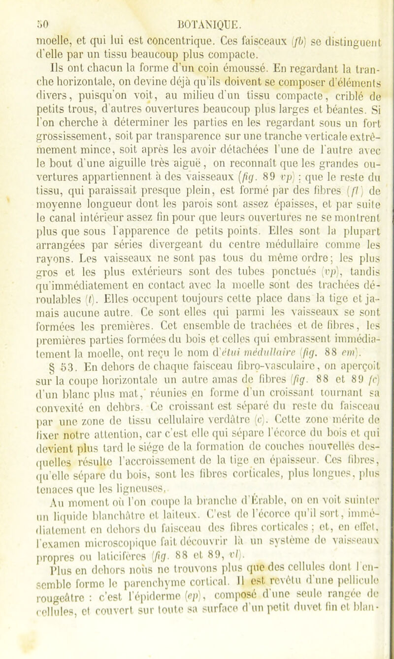 moelle, et qui lui est concentrique. Ces faisceaux ifb) se distinguent d'elle par un tissu beaucoup plus compacte. Ils ont chacun la forme d’un coin émoussé. En regardant la tran- che horizontale, on devine déjà qu’ils doivent se composer d'éléments divers, puisqu'on voit, au milieu d'un tissu compacte, criblé de petits trous, d autres ouvertures beaucoup plus larges et béantes. Si l’on cherche à déterminer les parties en les regardant sous un fort grossissement, soit par transparence sur une tranche verticale extrê- mement mince, soit après les avoir détachées l'une de l'autre avec le bout d une aiguille très aiguë, on reconnaît que les grandes ou- vertures appartiennent à des vaisseaux [fig. 89 vp) ; que le reste du tissu, qui paraissait presque plein, est formé par des fibres (fl) de moyenne longueur dont les parois sont assez épaisses, et par suite le canal intérieur assez tin pour que leurs ouvertures ne se montrent plus que sous l'apparence de petits points. Elles sont la plupart arrangées par séries divergeant du centre médullaire comme les rayons. Les vaisseaux ne sont pas tous du même ordre; les plus gros et les plus extérieurs sont des tubes ponctués [vp], tandis quimmédiatement en contact avec la moelle sont des trachées dé- roulables (f). Elles occupent toujours celte place dans la tige et ja- mais aucune autre. Ce sont elles qui parmi les vaisseaux se sont formées les premières. Cet ensemble de trachées et de fibres, les premières parties formées du bois et celles qui embrassent immédia- tement la moelle, ont reçu le nom à'étui médullaire ftg. 88 em). § 53. En dehors de chaque faisceau fibro-vasculaire, on aperçoit sur la coupe horizontale un autre amas de fibres [fig. 88 et 89 je) d’un blanc plus mat,' réunies en forme d’un croissant tournant sa convexité en dehbrs. Ce croissant est séparé du reste du faisceau par une zone de tissu cellulaire verdâtre (c). Cette zone mérite de fixer notre attention, car c’est elle qui sépare l’écorce du bois et qui devient plus tard le siège de la formation de couches nouvelles des- quelles résulte l’accroissement de la tige en épaisseur. Ces fibres, qu’elle sépare du bois, sont les fibres corticales, plus longues, plus tenaces que les ligneuses, Au moment où l’on coupe la branche d'Erable, on en voit suinter un liquide blanchâtre et laiteux. C’est de l’écorce qu’il sort, immé- diatement en dehors du faisceau des fibres corticales ; et, en effet, l'examen microscopique fait découvrir là un système de vaisseaux propres ou laticifèrcs (fig. 88 et 89, vlj. Plus en dehors noiis ne trouvons plus que des cellules dont I en- semble forme le parenchyme cortical. 11 est revêtu d'une pellicule rougeâtre: c’est l’épiderme M, composé d'une seule rangée de cellules, et couvert sur toute sa surface d un petit duvet fin et blan*