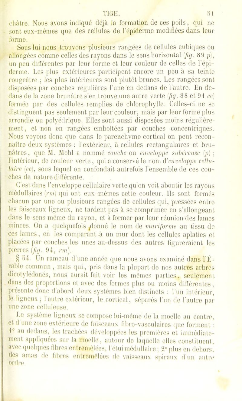 TIGE. ri I châtre. Nous avons indiqué déjà la formation de ces poils, qui ne sont eux-mêmes que des cellules de l’épiderme modifiées dans leur forme. Sous lui nous trouvons plusieurs rangées de cellules cubiques ou allongées comme celles des rayons dans le sens horizontal [fig. 89 p), un peu différentes par leur forme et leur couleur de celles de l’épi- derme. Les plus extérieures participent encore un peu à sa teinte rougeâtre ; les plus intérieures sont plutôt brunes. Les rangées sont disposées par couches régulières l’une en dedans de l’autre. En de- dans de la zone brunâtre s'en trouve une autre verte [fig. 88 et 9 I ec) formée par des cellules remplies de chlorophylle. Celles-ci ne se distinguent pas seulement par leur couleur, mais par leur forme plus arrondie ou polyédrique- Elles sont aussi disposées moins régulière- ment, et non en rangées emboîtées par couches concentriques. Nous voyons donc que dans le parenchyme cortical on peut recon- naître deux systèmes : l'extérieur, à cellules rectangulaires et bru- nâtres, que M. Mohl a nommé couche ou enveloppe subéreuse (p) ; 1 intérieur, de couleur verte, qui a conservé le nom d'enveloppe cellu- laire (ec), sous lequel on confondait autrefois l'ensemble de ces cou- ches de nature différente. C'est dans l’enveloppe cellulaire verte qu'on voit aboutir les rayons médullaires (rm) qui ont eux-mêmes cette couleur. Ils sont formés chacun par une ou plusieurs rangées de cellules qui, pressées entre les faisceaux ligneux, ne tardent pas à se comprimer en s’allongeant dans le sens mémo du rayon, et a former par leur réunion des lames minces. On a quelquefois jdonné le nom de mûri forme au tissu do ces lames, en les comparant à un mur dont les cellules aplaties et placées par couches les unes au-dessus des autres figureraient les pierres [fig. 94, rm). § 34 Un rameau d'une année que nous avons examiné dans l'É- rable commun , mais qui, pris dans la plupart do nos autres arbres dicotylédonés, nous aurait fait voir les mêmes parties, seulement dans des proportions et avec des formes plus ou moins différentes, présente donc d'abord deux systèmes bien distincts : l’un intérieur, le ligneux; 1 autre extérieur, le cortical, séparés l’un de l’autre par une zone celluleuse. Le système ligneux se compose lui-même delà moelle au centre, et d'une zone extérieure de faisceaux fibro-vasculaires que forment : 1° au dedans, les trachées développées les premières et immédiate- ment appliquées sur la moelle, autour de laquelle elles constituent, avec quelques fibres entremêlées, l'étui médullaire ; 2 plus en dehors, des amas de fibres entremêlées de vaisseaux spiraux d’un autre Ordre