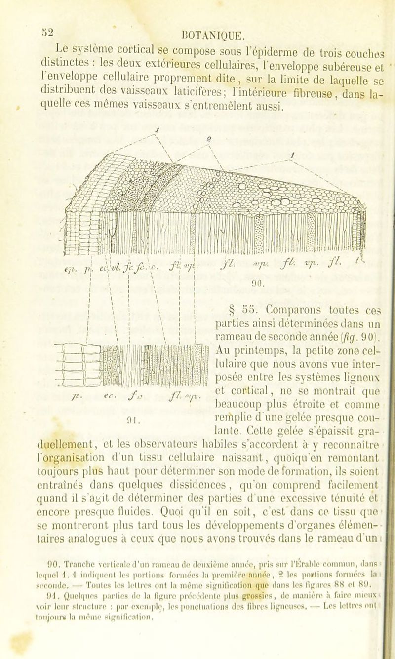 Le système cortical se compose sous l’épiderme de trois couches distinctes : les deux extérieures cellulaires, l'enveloppe subéreuse et l’enveloppe cellulaire proprement dite, sur la limite de laquelle se distribuent des vaisseaux lalicifères; l’intérieure fibreuse, dans la- quelle ces mêmes vaisseaux s’entremêlent aussi. Comparons toutes ces parties ainsi déterminées dans un rameau de seconde année [fig. 9(U. Au printemps, la petite zone cel- lulaire que nous avons vue inter- posée entre les systèmes ligneux et cortical, no se montrait que beaucoup plus étroite et comme n i rerhplie d une gelée presque cou- lante. Cette gelée s'épaissit gra- duellement, et les observateurs habiles s’accordent à y reconnaître l'organisation d'un tissu cellulaire naissant, quoiqu’on remontant toujours plus haut pour déterminer son mode de formation, ils soient entraînés dans quelques dissidences, qu’on comprend facilement quand il s’agit de déterminer des parties d’une excessive ténuité et encore presque fluides. Quoi qu'il en soit, c'est dans ce tissu que se montreront plus tard tous les développements d'organes élémen- taires analogues à ceux que nous avons trouvés dans le rameau d’uni 90. Tranche verticale d'nn rameau île deuxième année, pris sur l'Érable commun, dans lequel 1. 1 indiquent les portions formées la première année, 2 les perlions formées la seconde. — Tonies les lettres ont la même signification que dans les figures RS et 81). 91. Quelques parties de la figure précédente plus grossies, de manière à faire mieux voir leur structure : par exemple, les ponclunlions des fibres ligneuses, — Les lettres ont toujours la même signification,