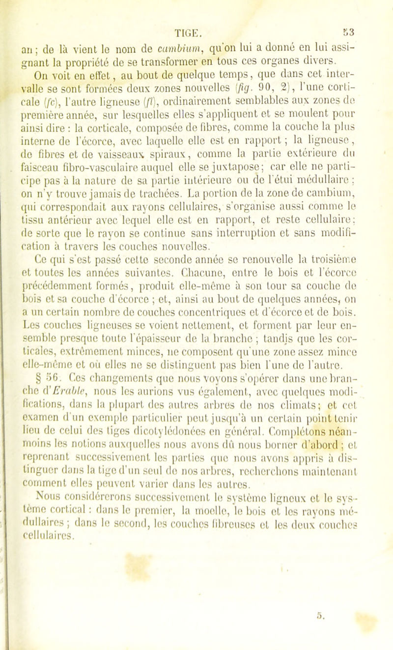 an ; de là vient le nom de cambium, qu on lui a donné en lui assi- gnant la propriété de se transformer en tous ces organes divers. On voit en effet, au bout de quelque temps, que dans cet inter- valle se sont formées deux zones nouvelles [fig. 90, 2), l’une corti- cale (/c), l'autre ligneuse [fl), ordinairement semblables aux zones de première année, sur lesquelles elles s’appliquent et se moulent pour ainsi dire : la corticale, composée de fibres, comme la couche la plus interne de l’écorce, avec laquelle elle est en rapport ; la ligneuse, do fibres et de vaisseaux spiraux, comme la parLio extérieure du faisceau fibro-vasculaire auquel elle se juxtapose; car elle no parti- cipe pas à la nature de sa partie intérieure ou de l'étui médullaire ; on n v trouve jamais de trachées. La portion de la zone de cambium, qui correspondait aux rayons cellulaires, s’organise aussi comme le tissu antérieur avec lequel elle est en rapport, et reste cellulaire; de sorte que le rayon se continue sans interruption et sans modifi- cation à travers les couches nouvelles. Ce qui s’est passé cette seconde année se renouvelle la troisième et toutes les années suivantes. Chacune, entre le bois et l’écorce précédemment formés, produit elle-même à son tour sa couche de bois et sa couche d’écorce ; et, ainsi au bout de quelques années, on a un certain nombre do couches concentriques et d’écorce et de bois. Les couches ligneuses se voient nettement, et forment par leur en- semble presque toute l’épaisseur de la branche ; tandis que les cor- ticales, extrêmement minces, ne composent qu'une zone assez mince elle-même et où elles ne se distinguent pas bien l’une do l'autre. § 36. Ces changements que nous voyons s’opérer dans une bran- che d’Erable, nous les aurions vus également, avec quelques modi- fications, dans la plupart des autres arbres de nos climats; et cet examen d'un exemple particulier peut jusqu’à un certain point tenir lieu de celui des tiges dicotylédonées en général. Complétons néan- moins les notions auxquelles nous avons dû nous borner d’abord ; et. reprenant successivement les parties que nous avons appris à dis- tinguer dans la tige d’un seul de nos arbres, recherchons maintenant comment elles peuvent varier dans les autres. Nous considérerons successivement lo système ligneux et lo sys~ tème cortical : dans le premier, la moelle, le bois et les rayons mé- dullaires ; dans le second, les couches fibreuses et les deux couches cellulaires.