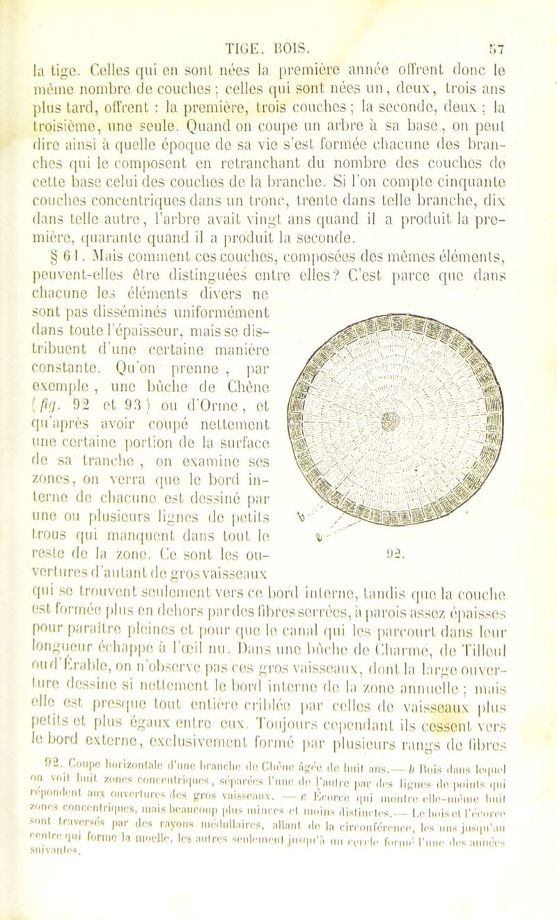 la tige. Celles qui en sont, nées la première année offrent donc le même nombre de couches ; celles qui sont nées un, deux, trois ans plus tard, offrent : la première, trois couches ; la seconde, deux ; la troisième, une seule. Quand on coupe un arbre à sa base, on peut dire ainsi à quelle époque de sa vie s’est formée chacune des bran- ches qui le composent en retranchant du nombre des couches do cette base celui des couches de la branche. Si l’on compte cinquante couches concentriques dans un tronc, trente dans telle branche, dix dans telle autre, l’arbre avait vingt ans quand il a produit la pre- mière, quarante quand il a produit la seconde. §61. Mais comment ces couches, composées des mêmes éléments, peuvent-elles être distinguées entre elles? C’est, parce que dans chacune les éléments divers ne sont pas disséminés uniformément dans toute l’épaisseur, mais se dis- tribuent d’une certaine manière constante. Qu’on prenne , par exemple , une bûche de Chêne [fi(). 92 et 93) ou d’Ormc, et qu'après avoir coupé nettement une certaine portion de la surface de sa tranche , on examine ses zones, on verra que le bord in- terne de chacune est dessiné par une ou plusieurs lignes do petits trous qui manquent dans tout le reste de la zone. Ce sont les ou- vertures d’autant do gros vaisseaux (pii se trouvent seulement vers ce bord interne, tandis que la couche est formée plus en dehors pardes libres serrées, il parois assez épaisses pour paraître pleines et pour que le canal qui les parcourt dans leur longueur échappe à l’œil nu. Dans une bûche de Charme, de Tilleul oud Erable, on n'observe pas ces gros vaisseaux, dont, la large ouver- ture dessine si nettement le boni interne de la zone annuelle ; mais elle est presque tout entière criblée par celles de vaisseaux plus petits et plus égaux entre eux Toujours cependant ils cessent vers le bord externe, exclusivement formé par plusieurs rangs de libres 02. Coupe horizontale d’une branche do Chêne Agée do liuil ans.— b Mois dans loipic] on voit huit zones concentriques, séparées l'une do l’autre par des lignes do poinls qui répondent aux ouvertures des gros vaisseaux. — c Jienrco qui monlro elln-niêinu huit zones concentriques, mais beaucoup plus minces et moins distinctes. - I,0 buis et l'êeoree sont traverses par des rayons médullaires, allant do la nreonférence, les uns jusqu’au rentre qui forme la moelle, les autres seulement jusqu’;, un rende formé' l'une des années siiivnnln*.
