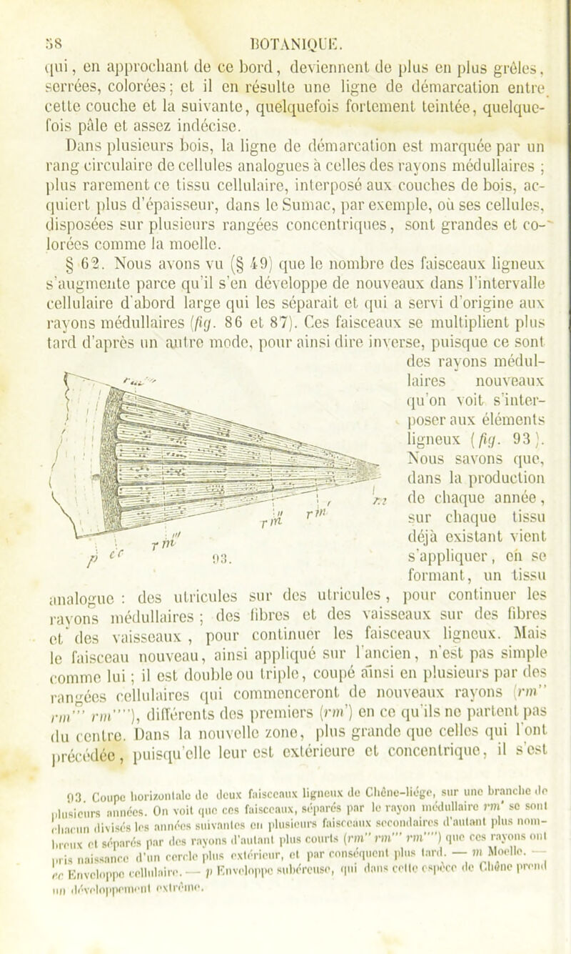 qui, en approchant de ce bord, deviennent de plus en plus grêles, serrées, colorées; et il en résulte une ligne de démarcation entre cette couche et la suivante, quelquefois fortement teintée, quelque- fois pâle et assez indécise. Dans plusieurs bois, la ligne de démarcation est marquée par un rang circulaire de cellules analogues à celles des rayons médullaires ; plus rarement ce tissu cellulaire, interposé aux couches de bois, ac- quiert plus d’épaisseur, dans le Sumac, par exemple, où ses cellules, disposées sur plusieurs rangées concentriques, sont grandes et co-' lorées comme la moelle. § 62. Nous avons vu (§ 49) que le nombre des faisceaux ligneux s’augmente parce qu’il s’en développe de nouveaux dans l’intervalle cellulaire d'abord large qui les séparait et qui a servi d’origine aux rayons médullaires [fig. 86 et 87). Ces faisceaux se multiplient plus tard d’après un antre mode, pour ainsi dire inverse, puisque ce sont des rayons médul- laires nouveaux qu’on voit s’inter- poser aux éléments ligneux (/»(/. 93). Nous savons que, dans la production de chaque année, sur chaque tissu déjà existant vient s’appliquer, eh se formant, un tissu sur des utricules, pour continuer les libres et des vaisseaux sur des fibres continuer les faisceaux ligneux. Mais ancien, n'est pas simple analogue des utricules rayons médullaires ; des et des vaisseaux , poul- ie faisceau nouveau, ainsi appliqué sur comme lui ; il est double ou triple, coupé ainsi en plusieurs par des rangées cellulaires qui commenceront de nouveaux rayons (rm” nn° rm), différents des premiers (rin) en co qu'ils ne partent pas du centre. Dans la nouvelle zone, plus grande que celles qui l'ont précédée, puisqu’elle leur est extérieure et concentrique, il s'est 03 Coupe horizontale de deux faisceaux ligneux de Chêno-lioge, sur une branche (le plusieurs années. On voit que ces faisceaux, séparés par le rayon médullaire rm* se sont chacun divisés les années suivantes en plusieurs faisceaux secondaires d’autant plus nom- breux et séparés par des rayons d’autant plus courts (rm rm' rm””) que ces rayons ont pris naissance d’un cercle plus extérieur, et par conséquent plus tard. — m Moelle. rr Enveloppe cellulaire. — p Enveloppe subéreuse, qui dans celle espèce de Chêne prend un développement extrême.