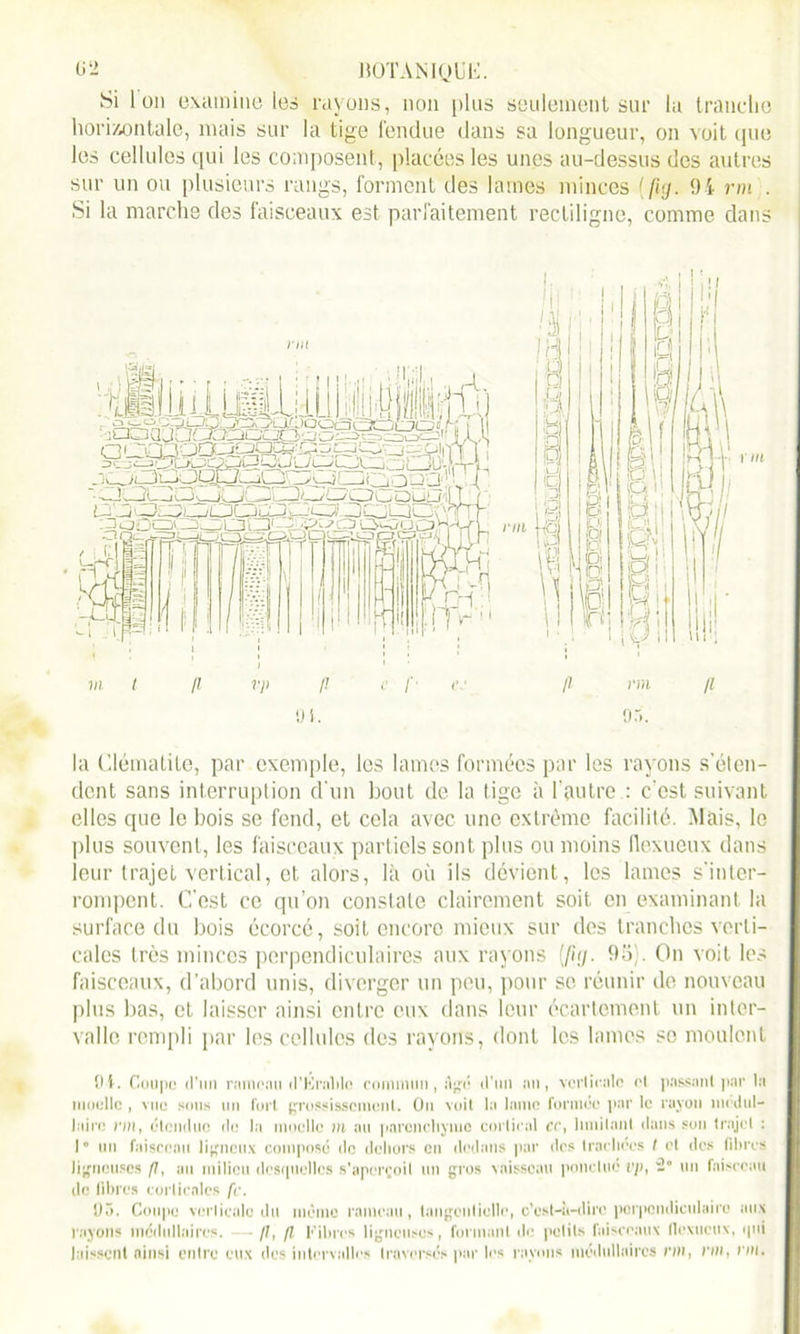Si Ion examine les rayons, non plus seulement sur la tranche horizontale, mais sur la tige fendue dans sa longueur, on voit que les cellules qui les composent, placées les unes au-dessus des autres sur un ou plusieurs rangs, forment des lames minces ( fig. 94 rm . Si la marche des faisceaux est parfaitement rectiligne, comme dans la Clématite, par exemple, les lames formées par les rayons s'éten- dent sans interruption d'un bout de la tige à l'autre : c’est suivant elles que le bois se fend, et cela avec une extrême facilité. Mais, le plus souvent, les faisceaux partiels sont plus ou moins flexueux dans leur trajet vertical, et alors, là où ils dévient, les lames s'inter- rompent. C'est ce qu’on constate clairement soit en examinant la surface du bois écorcé, soit encore mieux sur des tranches verti- cales très minces perpendiculaires aux rayons [fuj. 95). On voit les faisceaux, d’abord unis, diverger un peu, pour se réunir de nouveau plus bas, et laisser ainsi entre eux dans leur écartement un inter- valle rempli par les cellules des rayons, dont les lames se moulent Oi. Coupe d'un rameau d’Krable commun, Agé d’un an, verticale et passant par la moelle , vue sous un fort grossissement. Ou voit la lame formée par le rayon médul- laire rm, étendue de la moelle m au parenchyme cortical ce, limitant dans son trajet : I  un faisceau ligneux composé do dehors en dedans par des trachées I et des libres ligneuses fl, au milieu desquelles s’aperçoit un gros vaisseau ponctué l'p, ü” un faisceau de libres corticales fc. 95. Coupe verticale du même rameau , tangeiiliclle, c'est-à-dire perpendiculaire aux rayons médullaires. //, f! Fibres ligneuses, formant de petits faisceaux llexueux, qui laissent ainsi entre eux des intervalles traversés par les rayons médullaires rm, rm, nu.