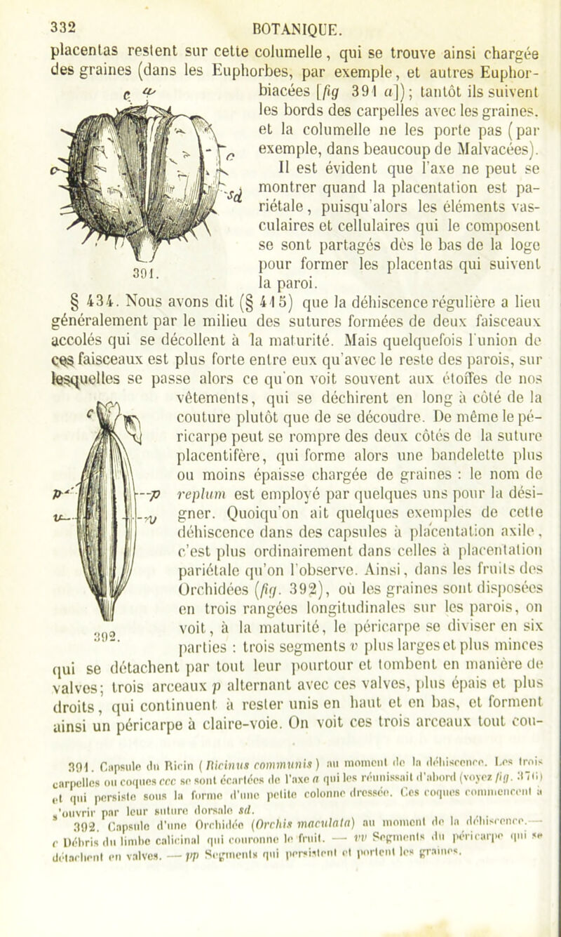 placentas restent sur cette columelle, qui se trouve ainsi chargée des graines (dans les Euphorbes, par exemple, et autres Euphor- biacées [fig 391 a]); tantôt ils suivent les bords des carpelles avec les graines, et la columelle ne les porte pas (par exemple, dans beaucoup de Malvacées). Il est évident que l'axe ne peut se montrer quand la placentation est pa- riétale , puisqu’alors les éléments vas- culaires et cellulaires qui le composent se sont partagés dès le bas de la loge pour former les placentas qui suivent la paroi. § 434. Nous avons dit (§ 415) que la déhiscence régulière a lieu généralement par le milieu des sutures formées de deux faisceaux accolés qui se décollent à la maturité. Mais quelquefois l'union de CQS faisceaux est plus forte entre eux qu’avec le reste des parois, sur lesquelles se passe alors ce qu'on voit souvent aux étoffes de nos vêtements, qui se déchirent en long à côté de la couture plutôt que de se découdre. De même le pé- ricarpe peut se rompre des deux côtés de la suture placentifère, qui forme alors une bandelette plus ou moins épaisse chargée de graines : le nom de replum est employé par quelques uns pour la dési- gner. Quoiqu'on ait quelques exemples de cette déhiscence dans des capsules à placentation axile. c’est plus ordinairement dans celles à placentation pariétale qu’on l’observe. Ainsi, dans les fruits des Orchidées (fig. 392), ou les graines sont disposées en trois rangées longitudinales sur les parois, on voit, à la maturité, le péricarpe se diviser en six parties : trois segments v plus larges et plus minces qui se détachent par tout leur pourtour et tombent en manière de valves; trois arceaux p alternant avec ces valves, plus épais et plus droits, qui continuent à rester unis en haut et en bas, et forment ainsi un péricarpe à claire-voie. On voit ces trois arceaux tout cou- 392. 39t. Capsule du Ricin (Mcinus communia) nu moment do In déhiscence. Les trois carpelles ou coques ccc se sont écartées de Taxe a qui les réunissait d'abord (voyez fig. Jh| ,.t qui persiste sous la forme d'une pelitc colonne dressée. Ces coques commencent a «'ouvrir par leur suture dorsale sd. 392 Capsule d'une Orchidée {Orchis maculatn) au moment de la déhiscence.— r Débris du limbe calicinal qui couronne le fruit. — VV Segments du péricarpe qui se détachent en valves. — pp Segment* qui persistent et portent les graines.