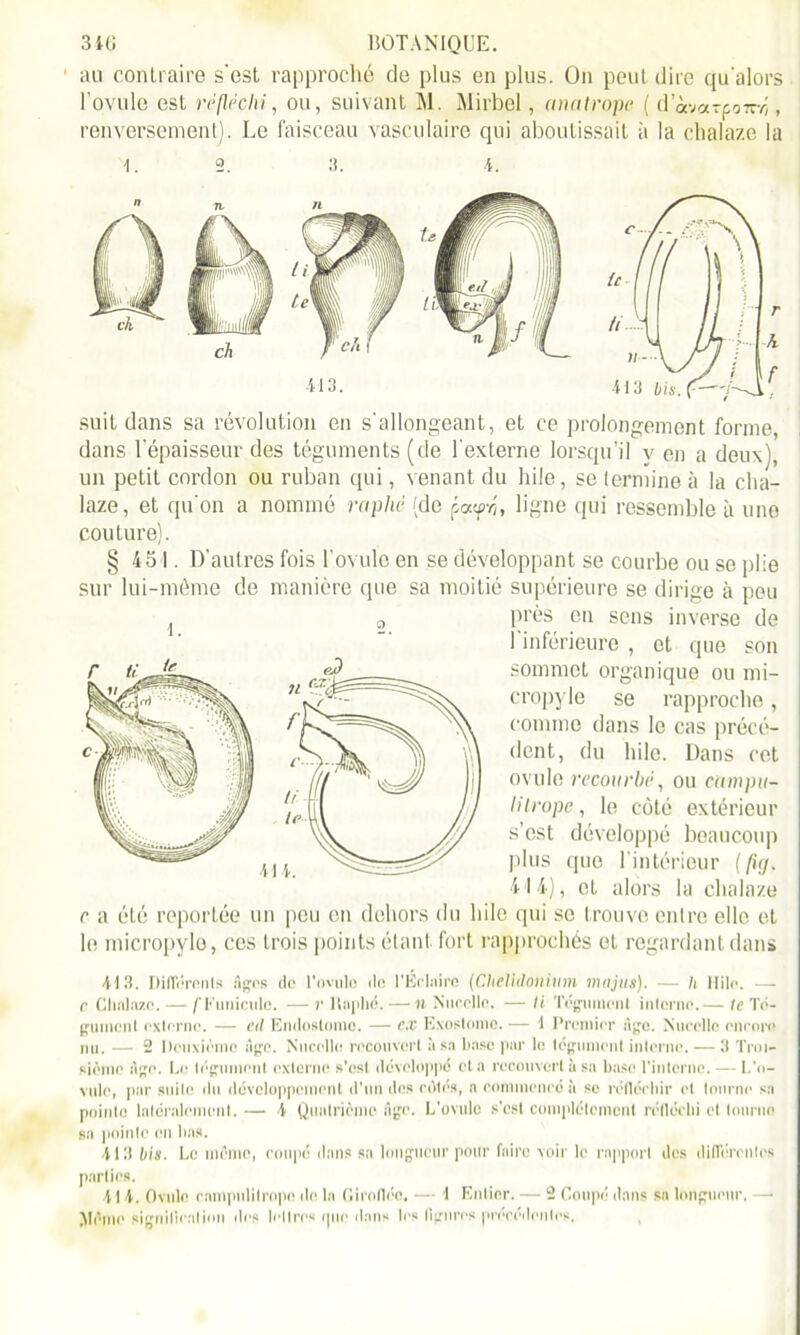 1 au contraire s'est rapproché de plus en plus. On peut dire qu'alors l’ovule est réfléchi, ou, suivant M. Mirbel, anatrope ( davarpo7rr), renversement). Le faisceau vasculaire qui aboutissait à la chalaze la i. 2. 3. A. suit dans sa révolution en s'allongeant, et ce prolongement forme, dans l'épaisseur des téguments (de l'externe lorsqu’il v en a deux), un petit cordon ou ruban qui, venant du hile, se termine à la cha- laze, et qu'on a nommé raplic (de pot<pvj, ligne qui ressemble à une couture). § 451. D’autres fois l’ovule en se développant se courbe ou se plie sur lui-même de manière que sa moitié supérieure se dirige à peu j a près en sens inverse de I inférieure , et que son sommet organique ou mi- cropyle se rapproche, comme dans le cas précé- dent, du hile. Dans cet ovule recourbé, ou campu- lilrope, le côté extérieur s’est développé beaucoup plus que l’intérieur [fuj. 414), et alors la chalaze r a été reportée un peu en dehors du hile qui se trouve entre elle et le micropylo, ces trois points étant fort rapprochés et regardant dans Al 3. Différents âges de l'ovule do l’Eclniro (Chelidonium ma jus). — h Mile. — r Chalaze. — /’f'uniculo. — r llaplié. — il Nucelle. — li Tégument interne.— le Té- gument externe. — cil Endostome. — ex Exostomc.— 1 Premier âge. Nucelle encore nu. — 2 Deuxième âge. Nucelle recouvert à sa base par le tégument interne. — 3 Troi- sième âge. Le tégument externe s'est développé et a recouvert à sa base l'interne. — L'o- vule, par suite du développement d'un dns côtés, a commencé à se réfléchir et tourne sa pointe latéralement.— A Quatrième âge. L’ovule s’est complètement réfléchi et lourno sa pointe en bas. A13 bis. Le mémo, coupé dans sa longueur pour faire voir le rapport des différentes parties. A l A. Ovule campulilropo de la Giroflée, — 1 Entier. — 2 Coupé dans sa longueur, —• Même signification îles lettres que dans les figures précédentes.