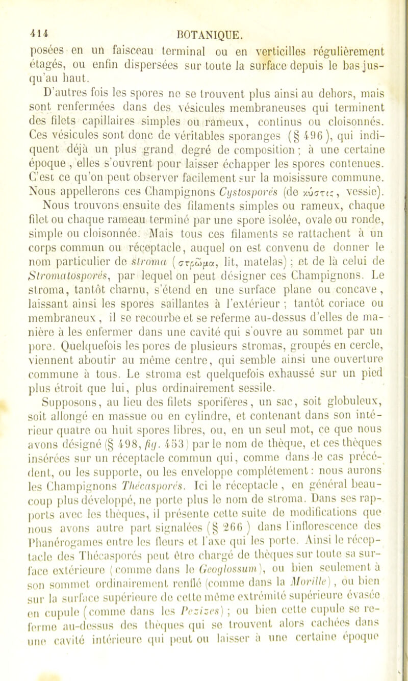 posées en un faisceau terminal ou en verticilles régulièrement étagés, ou enfin dispersées sur toute la surface depuis le bas jus- qu’au haut. D’autres fois les spores ne se trouvent plus ainsi au dehors, mais sont renfermées dans des vésicules membraneuses qui terminent des filets capillaires simples ou rameux, continus ou cloisonnés. Ces vésicules sont donc de véritables sporanges (§ 496), qui indi- quent déjà un plus grand degré de composition ; à une certaine époque , elles s’ouvrent pour laisser échapper les spores contenues. C’esc ce qu’on peut observer facilement sur la moisissure commune. Nous appellerons ces Champignons Cystosporés (de xécrt;, vessie). Nous trouvons ensuite des filaments simples ou rameux, chaque filet ou chaque rameau terminé par une spore isolée, ovale ou ronde, simple ou cloisonnée. Mais tous ces filaments se rattachent à un corps commun ou réceptacle, auquel on est convenu de donner le nom particulier de stroma (crpôipa, lit, matelas) ; et de là celui de Stromatosporés, par lequel on peut désigner ces Champignons. Ce stroma, tantôt charnu, s’étend en une surface plane ou concave, laissant ainsi les spores saillantes à l’extérieur ; tantôt coriace ou membraneux , il se recourbe et se referme au-dessus d’elles de ma- nière à les enfermer dans une cavité qui s'ouvre au sommet par un pore. Quelquefois les porcs de plusieurs stromas, groupés en cercle, viennent aboutir au même centre, qui semble ainsi une ouverture commune à tous. Le stroma est quelquefois exhaussé sur un pied plus étroit que lui, plus ordinairement sessile. Supposons, au lieu des filets sporifères, un sac, soit globuleux, soit allongé en massue ou en cylindre, et contenant dans son inté- rieur quatre ou huit spores libres, ou, en un seul mot, ce que nous avons désigné (§ 498, fiy. 453) par le nom de thèque, et ces thèques insérées sur un réceptacle commun qui, comme dans le cas précé- dent, ou les supporte, ou les enveloppe complètement: nous aurons les Champignons Tliccasporcs. Ici le réceptacle , en général beau- coup plus développé, ne porte plus le nom de stroma. Dans ses rap- ports avec les thèques, il présente cette suite do modifications que nous avons autre part signalées (§ 266 ) dans 1 inflorescence des Phanérogames entre les Heurs et l’axe qui les porte. Ainsi le récep- tacle des Thécasporés peut étro chargé do thèques sur toute sa sur- face extérieure ( comme dans le Geoglossum), ou bien seulement à son sommet ordinairement rcnllé (comme dans la Morille), ou bien sur la surface supérieure de celte même extrémité supérieure évasée en cupule (comme dans les Pezizes) ; ou bien cette cupule se re- ferme au-dessus des thèques qui se trouvent alors cachées dans une cavité intérieure qui peut ou laisser à une certaine époque