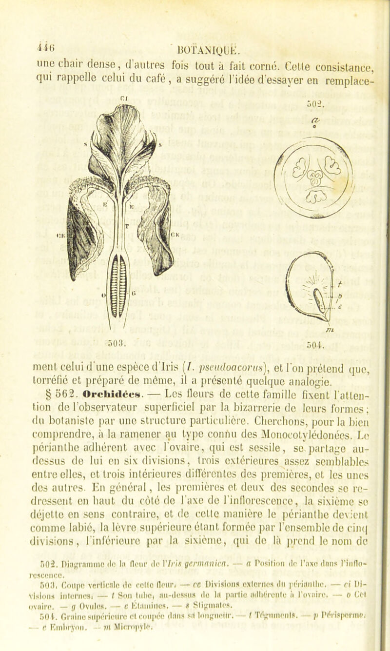 une chair dense, d’autres fois tout à fait corné. Cette consistance, qui rappelle celui du café , a suggéré l’idée d’essayer en remplace- 503. 30 i. ment celui d'une espèce d'iris (/. pseudoacorus), et l'on prétend que, torréfié et préparé de môme, il a présenté quelque analogie. § 562. Orchidées. — Les fleurs de cette famille fixent l'atten- tion de l’observateur superficiel par la bizarrerie de leurs formes; du botaniste par une structure particulière. Cherchons, pour la bien comprendre, à la ramener au type connu des Motiocolylédonées. Le périanthe adhérent avec l'ovaire, qui est sessile, se partage au- dessus de lui en six divisions, trois extérieures assez semblables entre elles, et trois intérieures différentes des premières, et les unes des autres. En général, les premières et deux des secondes so re- dressent en haut du côté de l'axe de l'inflorescence, la sixième se déjette en sens contraire, et de celte manière le périanthe devient comme labié, la lèvre supérieure étant formée par l’ensemble de cinq divisions, I inférieure par la sixième, qui de là prend le nom de 502. Diagramme do la (leur do l'Iris germa»ica. — a Position do Taxe dons l'inflo- rcsccnco. 503, Coupc verticale do relie llriir, — ce Divisions externes du péridnllic. — ci Di- visions internes, — t Son lulic, au-dessus do lit partie adhérente ii l’ovaire. — o CH ovaire. — fl Ovules. — c Étiliniiles. — * Stigmates. 50 t. Graine supérieure et coupée dans sU longueur.—- c Embryon. ttt MicropVle. I Téguments. —- p Périsperme.