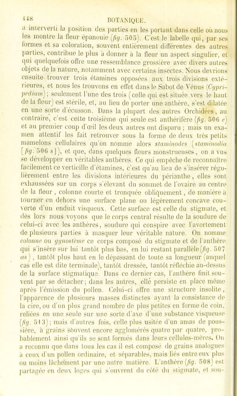 a interverti la position des parties en les portant dans celle où nous les montre la (leur épanouie [fuj. 505). C'est le labelle qui, par ses ! ormes et sa coloration, souvent entièrement différentes des autres parties, contribue le plus à donner à la fleur un aspect singulier, et qui quelquefois offre une ressemblance grossière avec divers autres objets de la nature, notamment avec certains insectes. Nous devrions ensuite trouver trois étamines opposées aux trois divisions exté- rieures, et nous les trouvons en effet dans le Sabot de Vénus (Cijpri- pedium'j ; seulement I une des trois (celle qui est située vers le haut de la fleur) est stérile, et, au lieu de porter une anthère, s’est dilatée en une sorte d écusson. Dans la plupart des autres Orchidées, au contraire, c’est cette troisième qui seule est anthérifère (Jig. 506 c) et au premier coup d’œil les deux autres ont disparu ; mais un exa- men attentif les fait retrouver sous la forme de deux très petits mamelons cellulaires qu'on nomme alors staminodes (staminodiu [fxj. 506 s]), et que, dans quelques fleurs monstrueuses, on a vus se développer en véritables anthères. Ce qui empêche de reconnaître facilement ce verticille d’étamines, c’est qu’au lieu de s'insérer régu- lièrement entre les divisions intérieures du périanthe, elles sont exhaussées sur un corps s'élevant du sommet de l’ovaire au centre de la fleur , colonne courte et tronquée obliquement, do manière à tourner en dehors une surface plane ou légèrement concave cou- verte d’un enduit visqueux. Cette surface est celle du stigmate, et dès lors nous voyons que le corps central résulte de la soudure de celui-ci avec les anthères, soudure qui conspire avec l’avortement de plusieurs parties à masquer leur véritable nature. On nomme colonne ou gynostème ce corps composé du stigmate et de l'anthère qui s’insère sur lui tantôt plus bas, en lui restant parallèle (/Ù7. 507 as), tantôt plus haut en le dépassant de toute sa longueur (auquel cas elle est dite terminale), tantôt dressée, tantôt réfléchie au-dessus de la surface stigmalique. Dans ce dernier cas, l’anthère finit sou- vent par se détacher; dans les autres, elle persiste en place même après l’émission du pollen. Celui-ci offre une structure insolite , l'apparence de plusieurs masses distinctes ayant la consistance de la cire, ou d'un plus grand nombre de plus petites en forme de coin, reliées en une seule sur une sorte d’axe d’une substance visqueuse [fig. 513); mais d’autres fois, celle plus usitée d’un amas de pous- sière, à grains souvent encore agglomérés quatre par quatre, pro- bablement ainsi qu’ils se sont formés dans leurs cellules-mères. On a reconnu que dans tous les cas il est composé do grains analogues à ceux d'un pollen ordinaire, et séparables, mais liés entre eux plus ou moins lAchomcnt par une aulro matière. L’anthère (/»7. 508) est partagée en deux loges qui s’ouvrent du côté du stigmate, ('I sou-