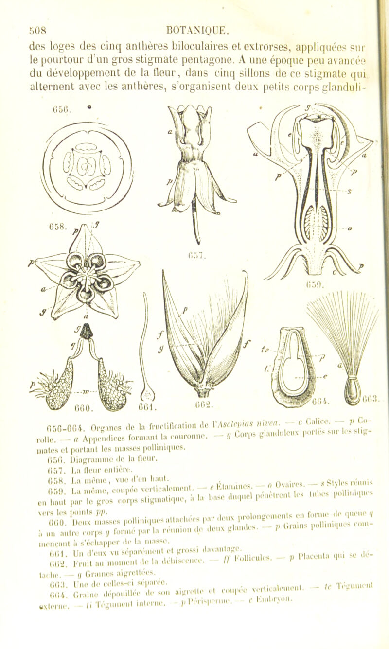 des loges des cinq anthères biloculaires etextrorses, appliquées sur le pourtour d’un gros stigmate pentagone. A une époque peu avancée du développement de la lleur, dans cinq sillons de ce stigmate qui alternent avec les anthères, s'organisent deux petits corps glanduli- 050-004. Organes do la fructification de VAsclepias mven. c Culu ' • V J;1' j-ollc. - a Appendices formant la ronronne. - g Corps glandnlcux port.> mates et portant les masses polliniqncs. 650. Diagramme do la fleur. (!.r>7. La lleur entière. (158. La môme, vue d’en liant. „ nv,ires — s Styles réunis JZ ïtzx irü*-- i i-s» vers 1rs points VP- . . , prolongements en forme do queue q 000- Deux masses poll.n.q tes alla-lit. P» _ ,, tirants polliniqncs rom- î, un autre corps « forme par la réunion de doux glamlis. 1 I meneant à s’échapper de la masse. <m. Un d’eux vu séparément et grossi , _ p placenta qui se dé- (»l)2. Fruit au moment do lu deluscence. Il ta! lie. — (l Graines aigrctlees. 66:i. Une de celles-ci séparée. , , , _ lc Tégument OIH. Graine dépouillée de son aigrelle el coupée ' externe. fi Tégument inlerne. ,i Dm^enne. c l.uduvou.