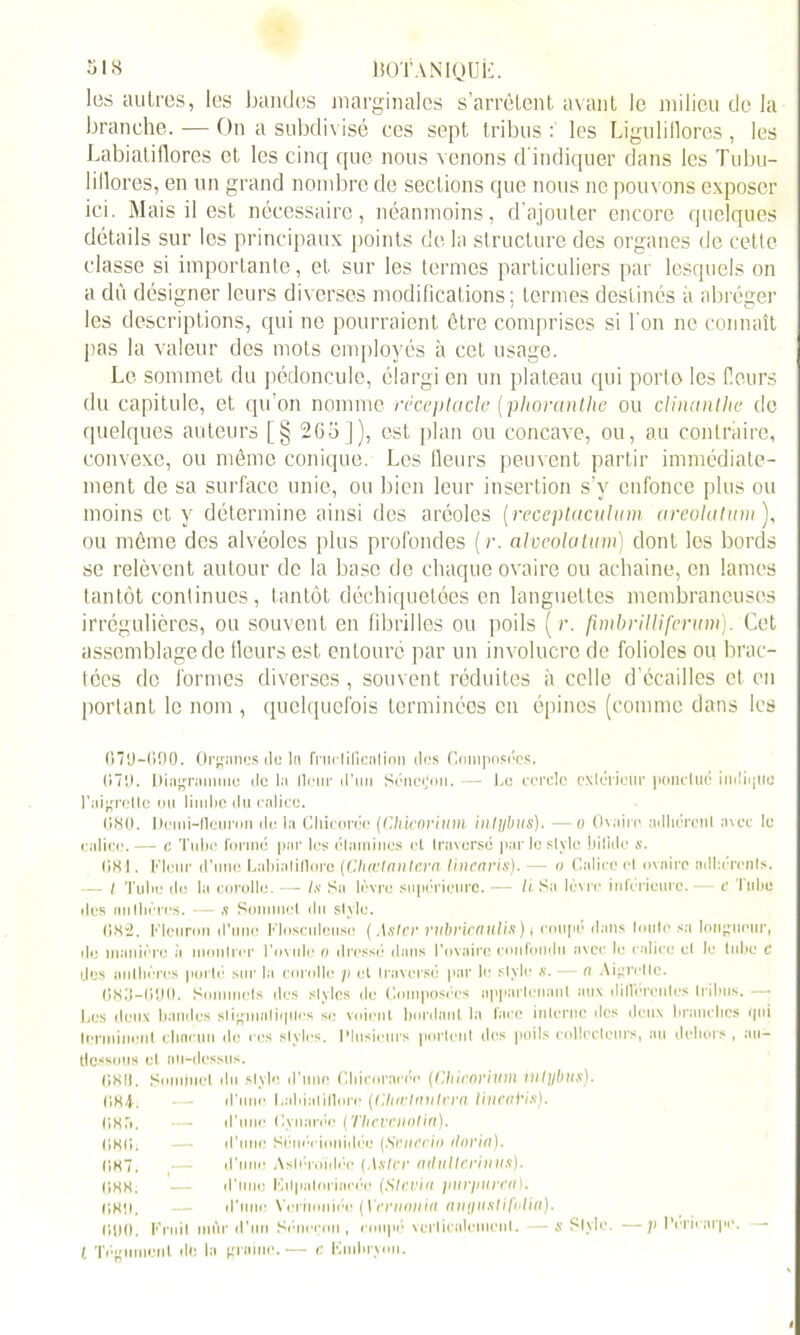les autres, les bandes marginales s’arrêtent avant le milieu de la branche. — On a subdivisé ces sept tribus : les Liguliflores , les Labiatiflores et les cinq que nous venons d'indiquer dans les Tubit- liflores, en un grand nombre de sections que nous ne pouvons exposer ici. Mais il est nécessaire, néanmoins, d’ajouter encore quelques détails sur les principaux points de la structure des organes de celle classe si importante, et sur les termes particuliers par lesquels on a dù désigner leurs diverses modifications; termes destinés à abréger les descriptions, qui ne pourraient être comprises si l'on ne connaît pas la valeur des mots employés à cet usage. Le sommet du pédoncule, élargi en un plateau qui porto les fleurs du capitule, et qu’on nomme réceptacle [phoranthe ou clinanthe de quelques auteurs [§ 265]), est plan ou concave, ou, au contraire, convexe, ou même conique. Les fleurs peuvent partir immédiate- ment de sa surface unie, ou bien leur insertion s’y enfonce plus ou moins et y détermine ainsi des aréoles (receptacalum cireolatumY ou même des alvéoles plus profondes (r. alveolatum) dont les bords se relèvent autour de la base de chaque ovaire ou achaine, en lames tantôt continues , tantôt déchiquetées en languettes membraneuses irrégulières, ou souvent en fibrilles ou poils ( r. fimbrilliferum). Cet assemblage de fleurs est entouré par un involucre de folioles ou brac- tées de formes diverses, souvent réduites à celle d’écailles et en portant le nom , quelquefois terminées en épines (comme dans les 070—000. Organes do lu fructification clos Composées. 070. Diagramme de la (leur d’un Sénetjon. — Le cercle extérieur ponctué indiipio l'aigrette uu limbe du calice. 080. Demi-fleuron de la Chicorée (Chicorium iiilybus). —o Ovaire adhérent avec le calice. ■—- c Tube formé par les étamines et traversé par le style bifide s. 081. Fleur d'une Labialillorc (Cluetantern linearis). — o Calice cl maire adhérents. — t Tube de la corolle. — lu Sa lèvre supérieure. — li Sa lèvre inférieure. — c Tube des anthères. — s Sommet du style. 082. Fleuron d’une Flosculcuse ( Aster rubricaulis) i coupé dans toute sa longueur, de manière à montrer l’ovule o dressé dans l’ovaire confondu avec le calice cl le tube c des anthères porté sur la corolle p et traversé par le style s. — n Aigrette. 083-000. Sommets des styles de Composées appartenant aux différentes tribus. — Les deux bandes sligmaliques se voient bordant la face interne des deux branches qui terminent chacun de ces styles. Plusieurs portent des poils collecteurs, au dehors , au- dessous et au-dessus. 0811. Sommet du stylo d’une Cbicoracée {Chicoriwn mlijbiis). C.HT. — d’une Labialillorc (Chœtniitvra lineaHs). 085. — d’une Cynaréc (Thcvciiotia). 080. — d’une Sénéeionidéc (StHICi'io <toritt). 087. — d’une Asléroïdéc (Aster atluUcrhius). 088, — d’hne lîilpaloriacéo (Stcvia purpuren). 080, — d’une Verhoniéo (Vcnionia angiislifdlia). 000. Fruit mflr d’un Séneçon , coupé verticalement. — s Style. —p Péricarpe. { Tégument de la graine.— c Kmbrynn. <
