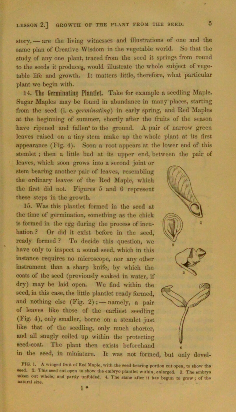 storv,— are the living witnesses and illustrations of one and the same plan of Creative Wisdom in the vegetable world. So that the study of any one plant, traced from the seed it springs from round to the seeds it produceg, would illustrate the whole subject of vege- table life and growth. It matters little, therefore, what particular plant we begin with. 14. The Germinating Plantlet. Take for example a seedling Maple. Sugar Maples may be found in abundance in many places, starting from the seed (i. e. germinating) in early spring, and Red Maples at the beginning of summer, shortly after the fruits of the season have ripened and fallen* to the ground. A pair of narrow green leaves raised on a tiny stem make up the whole plant at its first appearance (Fig. 4). Soon a root appears at the lower end of this stemlet ; then a little bud at its upper end, between the pair of leaves, which soon grows into a second joint or stem bearing another pair of leaves, resembling the ordinary leaves of the Red Maple, which the first did not. Figures 5 and G represent these steps in the growth. 15. Was this plantlet formed in the seed at the time of germination, something as the chick is formed in the egg during the process of incu- bation ? Or did it exist before in the seed, ready formed ? To decide this question, we have only to inspect a sound seed, which in this instance requires no microscope, nor any other instrument than a sharp knife, by which the coats of the seed (previously soaked in water, if dry) may be laid open. We find within the seed, in this case, the little plantlet ready formed, and nothing else (Fig. 2); — namely, a pair of leaves like those of the earliest seedling (Fig. 4), only smaller, borne on a stemlet just like that of the seedling, only much shorter, and all snugly coiled up within the protecting seed-coat. The plant then exists beforehand in the seed, in miniature. It was not formed, but only devel- FfG. I. A winged fruit of Red Maple, with the seed-bearing portion cut open, to show the •eed. 2. Thia aeed cut open to allow the embryo plantlet within, enlarged. 3. The embryo taken out whole, and partly unfolded. 4. The same after it ha* begun to grow; of the natural sixe. 1 *