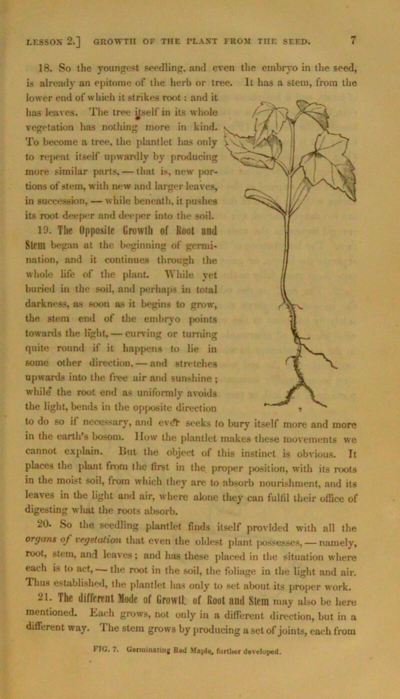 18. So the youngest seedling, and even the embryo in the seed, is already an epitome of the herb or tree. It has a stem, from the lower end of which it strikes root: and it has leaves. The tree itself in its whole vegetation has nothing more in kind. To become a tree, the plant let has only to repeat itself upwardly by producing more similar parts, — that is, new por- tions of stem, with new and larger leaves, in succession, — while beneath, it pushes its root deeper and dee[>er into the soil. 19. The Opposite Growlh of Root ami Stem began at the beginning of germi- nation, and it continues through the whole life of the plant. While yet buried in the soil, and perhaps in total darkness, as soon as it begins to grow, the stem end of the embryo points towards the light, — curving or turning quite round if it happens to lie in some other direction, — and stretches upwards into the free air and sunshine ; while the root end as uniformly avoids the light, bends in the opposite direction to do so il necessary, and evdr seeks to bury itself more and more in the earth’s bosom, llow the plantlet makes these movements we cannot explain. But the object of this instinct is obvious. It places the plant tmm the first in the proper position, with its roots in the moist soil, from which they are to absorb nourishment, and its leaves in the light and air, where alone they can fulfil their office of digesting what the roots absorb. 20. So the seedling plantlet finds itself provided with all the organs of vegetation that even the oldest plant possesses, — namely, root, stem, and leaves; and has these placed in the situation where each is to act, — the root in the soil, the foliage in the light and air. Thus established, the plantlet has only to set about its proper work. 21. The different Mode of Growth of Root nnd Stem may also be here mentioned. Each grows, not only in a different direction, but in a different way. 1 lie stem grows by producing a set of joints, each from FIG. 7. Germinating Rod Maple, further developed.