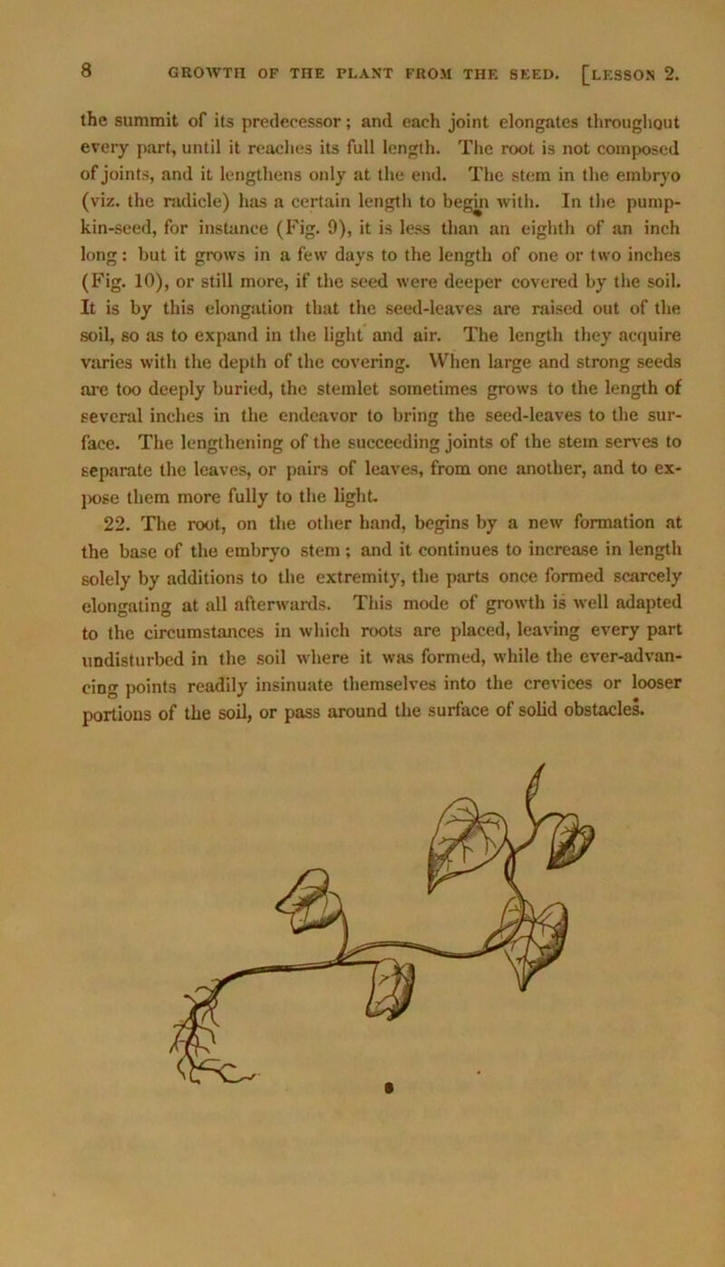 the summit of its predecessor; and each joint elongates throughout every part, until it reaches its full length. The root is not composed of joints, and it lengthens only at the end. The stem in the embryo (viz. the radicle) has a certain length to begin with. In the pump- kin-seed, for instance (Fig. 9), it is less than an eighth of an inch long: but it grows in a few days to the length of one or two inches (Fig. 10), or still more, if the seed were deeper covered by the soil. It is by this elongation that the seed-leaves are raised out of the soil, so as to expand in the light and air. The length they acquire varies with the depth of the covering. When large and strong seeds are too deeply buried, the stemlet sometimes grows to the length of several inches in the endeavor to bring the seed-leaves to the sur- face. The lengthening of the succeeding joints of the stem serves to separate the leaves, or pairs of leaves, from one another, and to ex- pose them more fully to the light. 22. The root, on the other hand, begins by a new formation at the base of the embryo stem; and it continues to increase in length solely by additions to the extremity, the parts once formed scarcely elongating at all afterwards. This mode of growth is well adapted to the circumstances in which roots are placed, leaving every part undisturbed in the soil where it was formed, while the ever-advan- cing points readily insinuate themselves into the crevices or looser portions of the soil, or pass around the surface of solid obstacles.