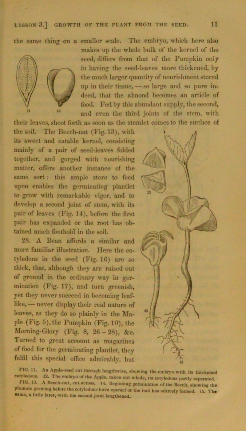 the same thing on a smaller scale. The embryo, which here also makes up the whole bulk of the kernel of the seed, differs from that of the Pumpkin only in having the seed-leaves more thickened, by the much larger quantity of nourishment stored up in their tissue, — so large and so pure in- deed, that the almond becomes an article of food. Fed by this abundant supply, the second, and even the third joints of the stem, with their leaves, shoot forth as soon as the stemlct comes to the surface ol the soil. The Beech-nut (Fig. 13), with its sweet and eatable kernel, consisting mainly of a pair of seed-leaves folded together, and gorged with nourishing matter, offers another instance of the same sort : this ample store to feed upon enables the germinating plantlet to grow with remarkable vigor, and to develop a second joint of stem, with its pair of leaves (Fig. 14), before the first pair has expanded or the root has ob- tained much foothold in the soil. 28. A Bean affords a similar and more familiar illustration. Here the co- tyledons in the seed (Fig. 1C) are so thick, that, although they are raised out of ground in the ordinary way in ger- mination (Fig. 17), and turn greenish, yet they never succeed in becoming leaf- like,— never display their real nature of leaves, as they do so plainly in the Ma- ple (Fig. 5), the Pumpkin (Fig. 10), the Morning-Glory (Fig. 8, 2G - 28), &c. Turned to great account as magazines of food for the germinating plantlet, they fulfil this sj>ecial office admirably, but FIG. II. An Apple-seed cut through lengthwise, showing the embryo with it* thickened cotyledon*. 12. The embryo of tlie Apple, taken mil whole, it* cotyledon* partly «e pa rated. FIG. 13. A Beech-nut, cut acnxM. 14. Beginning germination of the Beech, allowing the plumule growing before the cotyledon* have opened or the root ha* scarcely formed. 15. The ••me, « little later, with the second joint lengthened.