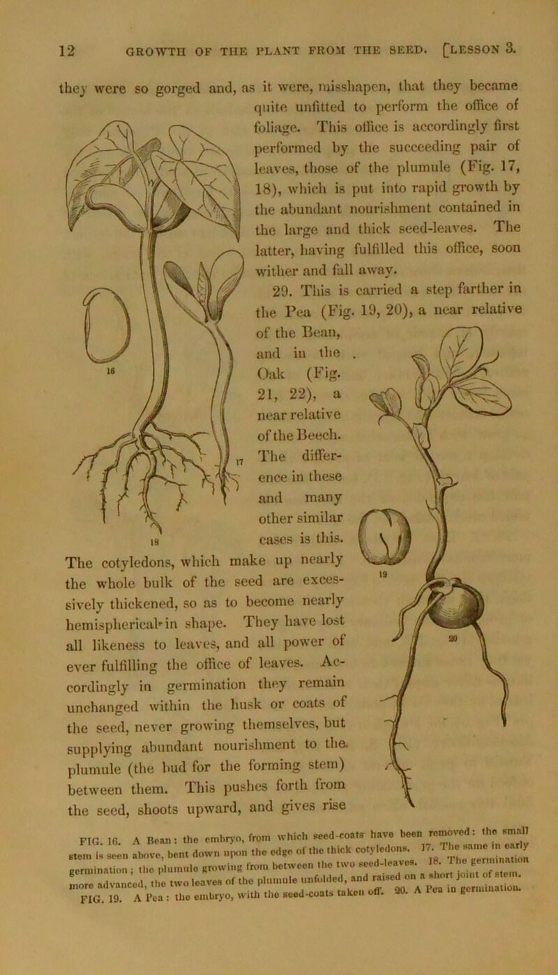 they were so gorged and, as it were, misshapen, that they became quite unfitted to perform the office of foliage. This office is accordingly first performed by the succeeding pair of leaves, those of the plumule (Fig. 17, 18), which is put into rapid growth by the abundant nourishment contained in the large and thick seed-leaves. The latter, having fulfilled this office, soon wither and fall away. 29. This is carried a step farther in the Pea (Fig. 19, 20), a near relative of the Bean, and in the . Oak (Fig. 21, 22), a near relative of the Beech. The differ- ence in these and many other similar is cases is this. The cotyledons, which make up nearly the whole bulk of the seed are exces- sively thickened, so as to become nearly hemispherical’-in shape. They have lost all likeness to leaves, and all power of ever fulfilling the office of leaves. Ac- cordingly in germination they remain unchanged within the husk or coats of the seed, never growing themselves, but supplying abundant nourishment to the. plumule (the bud for the forming stem) between them. This pushes forth from the seed, shoots upward, and gives rise FIG. 16. A Beans the embryo, from which seed-coats have M' stem is seen above, bent down upon .he edge of the thick cotyledons. germination ; the plumule growing from between the two seed-leave . ML The g. > more advanced the two leaves of the plumule unfolded, and ra.sed on a short Joint of s em. FIG 19 A Pea : embryo, with the seed-coats taken off. 90. A Pea m genu,nation.