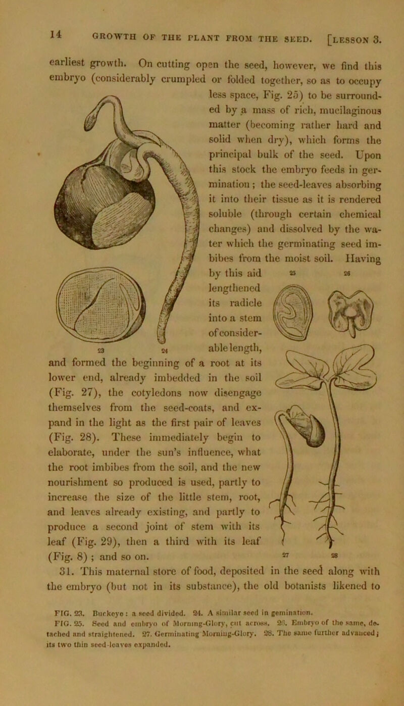 earliest growth. On cutting open the seed, however, we find this embryo (considerably crumpled or lolded together, so as to occupy less space, Fig. 25) to be surround- ed by a mass of rich, mucilaginous matter (becoming rather hard and solid when dry), which forms the principal bulk of the seed. Upon this stock the embryo feeds in ger- mination ; the seed-leaves absorbing it into their tissue as it is rendered soluble (through certain chemical changes) and dissolved by the wa- ter which the germinating seed im- bibes from the moist soil. Having by this aid as ss lengthened its radicle into a stem of consider- able length, and formed the beginning of a root at its lower end, already imbedded in the soil (Fig. 27), the cotyledons now disengage themselves from the seed-coats, and ex- pand in the light as the first pair of leaves (Fig. 28). These immediately begin to elaborate, under the sun’s influence, what the root imbibes from the soil, and the new nourishment so produced is used, partly to increase the size of the little stem, root, and leaves already existing, and partly to produce a second joint of stem with its leaf (Fig. 29), then a third with its leaf (Fig. 8) ; and so on. 31. This maternal store of food, deposited in the seed along with the embryo (hut not in its substance), the old botanists likened to FIG. 23. Buckoyo : a seed divided. 24. A similar seed in gemination. FIG. 25. Seed and embryo of Morning-Glory, cut across. 2ft. Embryo of the same, de- tached and straightened. 27. Germinating Morning-Glory. 28. The same further advanced j its two thin seed-loaves expanded.