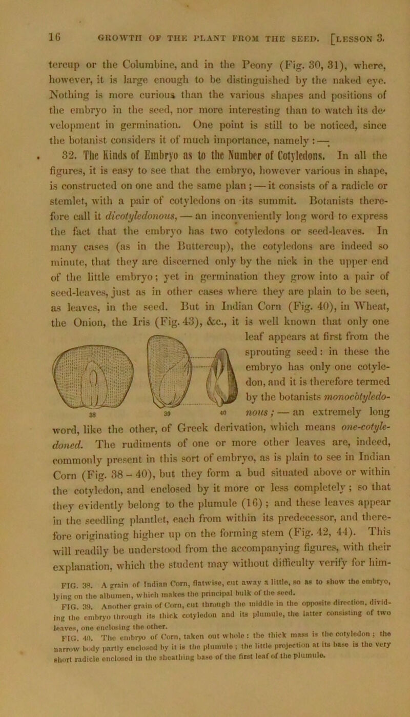 tercup or the Columbine, and in the Peony (Fig. 30, 31), where, however, it is large enough to be distinguished by the naked eye. Nothing is more curious than the various shapes and positions of the embryo in the seed, nor more interesting than to watch its de/ velopment in germination. One point is still to be noticed, since the botanist considers it of much importance, namely : —; 32. The Kinds of Embryo ns to the Number of Cotyledons. In all the figures, it is easy to see that the embryo, however various in shape, is constructed on one and the same plan ; — it consists of a radicle or stemlet, with a pair of cotyledons on its summit. Botanists there- fore call it dicotyledonous, — an inconveniently long word to express the fact that the embryo has two cotyledons or seed-leaves. In many cases (as in the Buttercup), the cotyledons are indeed so minute, that they arc discerned only by the nick in the upper end of the little embryo; yet in germination they grow into a pair of seed-leaves, just as in other cases where they are plain to be seen, as leaves, in the seed. But in Indian Corn (Fig. 40), in Wheat, the Onion, the Iris (Fig. 43), &c., it is well known that only one @leaf appears at first from the sprouting seed: in these the —jof/A embryo has only one cotyle- l ; *1 don, and it is therefore termed by the botanists monocotyledo- 39 40 nous; — an extremely long word, like the other, of Greek derivation, which means one-cotyle- doned. The rudiments of one or more other leaves are, indeed, commonly present in this sort of embryo, as is plain to see in Indian Corn (Fig. 38-40), but they form a bud situated above or within the cotyledon, and enclosed by it more or less completely; so that they evidently belong to the plumule (16) i and these lea\cs appear in the seedling plantlet, each from within its predecessor, and there- fore originating higher up on the forming stem (Fig. 42, 44). This will readily be understood from the accompanying figures, with their explanation, which the student may without difficulty verify for liim- FIG. 38. A pm in of Indian Com, flatwise, cut away a little, so as to show the embryo, lying on tho albumen, which makes the principal bulk of the seed. FIG. 39. Another grain of Corn, cut through the middle in tho opposite direction, divid- ing tho embryo through its thick cotyledon aud its plumule, tho latter consisting of two Jen von, one enclosing tho other. FIG. 40. The embryo of Corn, taken out whole : tho thick mass is the cotyledon ; the narrow body partly enclosed by it is tho pluiuulo; the little projection at its baso is tho very short radicle enclosed in tho sheathing baso of the first leaf of the plumule.