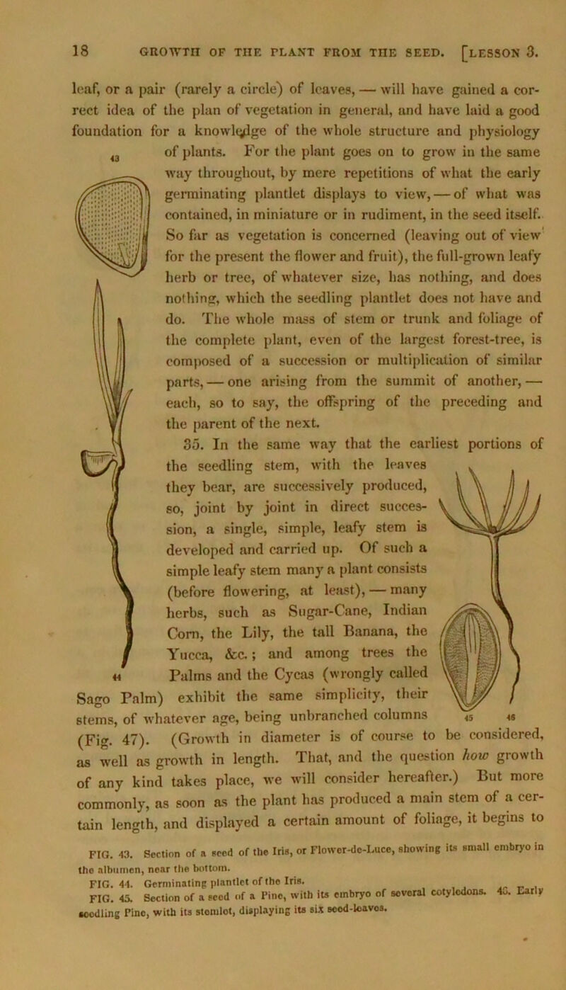 leaf, or a pair (rarely a circle) of leaves, — will have gained a cor- rect idea of the plan of vegetation in general, and have laid a good foundation for a knowledge of the whole structure and physiology 43 of plants. For the plant goes on to grow in the same way throughout, by mere repetitions of what the early germinating plantlet displays to view, — of what was contained, in miniature or in rudiment, in the seed itself. So far as vegetation is concerned (leaving out of view for the present the flower and fruit), the full-grown leafy herb or tree, of whatever size, has nothing, and does nothing, which the seedling plantlet does not have and do. The whole mass of stem or trunk and foliage of the complete plant, even of the largest forest-tree, is composed of a succession or multiplication of similar parts, — one arising from the summit of another, — each, so to say, the offspring of the preceding and the parent of the next. 35. In the same way that the earliest portions of the seedling stem, with the leaves they bear, are successively produced, so, joint by joint in direct succes- sion, a single, simple, leafy stem is developed and carried up. Of such a simple leafy stem many a plant consists (before flowering, at least), — many herbs, such as Sugar-Cane, Indian Com, the Lily, the tall Banana, the Yucca, &c.; and among trees the Palms and the Cycas (wrongly called Sago Palm) exhibit the same simplicity, their 6tems, of whatever age, being unbranched columns (Fig. 47). (Growth in diameter is of course to be considered, as well as growth in length. That, and the question how growth of any kind takes place, we will consider hereafter.) But more commonly, as soon as the plant has produced a main stem of a cer- tain length, and displayed a certain amount of foliage, it begins to FIG. -13. Section of a seed of the Iris, or Flower-de-Luce, showing its small embryo in the albumen, near the bottom. FIG. 44. Germinating plantlet of the Iris. FIG. 45. Section of a seed of a Pine, with its embryo of several cotyledons. 4„. Early seedling Pino, with its stomlot, displaying its six seod-lcavos.