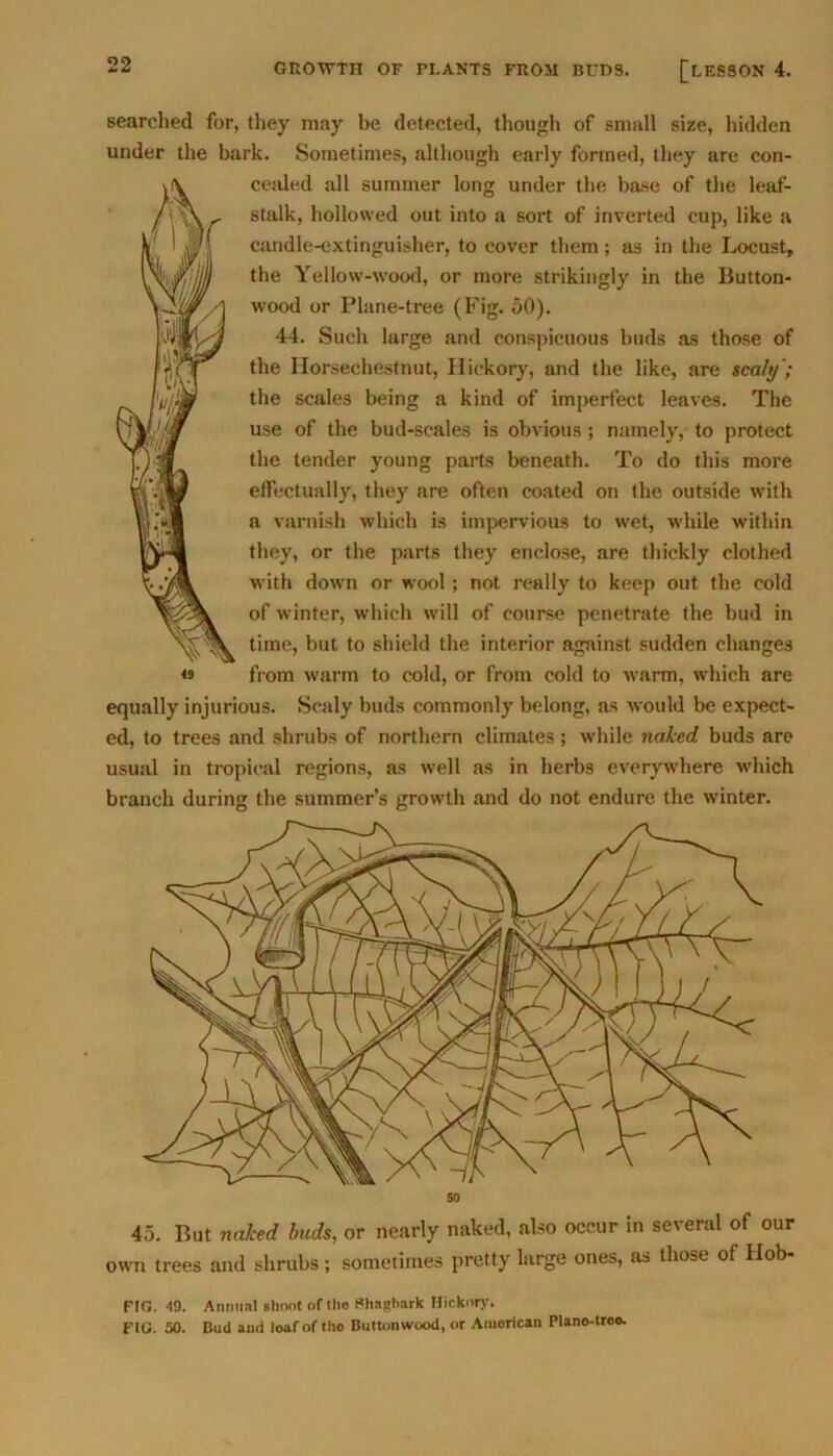 searched for, they may be detected, though of small size, hidden under the bark. Sometimes, although early formed, they are con- ;\ cealed all summer long under the base of the leaf- \ sttt*k> hollowed out into a sort of inverted cup, like a candle-extinguisher, to cover them; as in the Locust, the Yellow-wood, or more strikingly in the Button- wood or Plane-tree (Fig. 50). 44. Such large and conspicuous buds as those of the Horsechestnut, Hickory, and the like, are scaly; the scales being a kind of imperfect leaves. The use of the bud-scales is obvious ; namely, to protect the tender young parts beneath. To do this more effectually, they are often coated on the outside with a varnish which is impervious to wet, while within they, or the parts they enclose, are thickly clothed with down or wool; not really to keep out the cold of winter, which will of course penetrate the bud in time, but to shield the interior against sudden changes « from warm to cold, or from cold to warm, which are equally injurious. Scaly buds commonly belong, as would be expect- ed, to trees and shrubs of northern climates; while naked, buds are usual in tropical regions, as well as in herbs everywhere which branch during the summer’s growth and do not endure the winter. so 45. But naked buds, or nearly naked, also occur in several of our own trees and shrubs ; sometimes pretty large ones, as those of Hob- FIG. 49. Annual sliout of the Shagbark Hickory. FIG. 50. Bud and loaf of tho Buttonwood, or American Plano-treo.