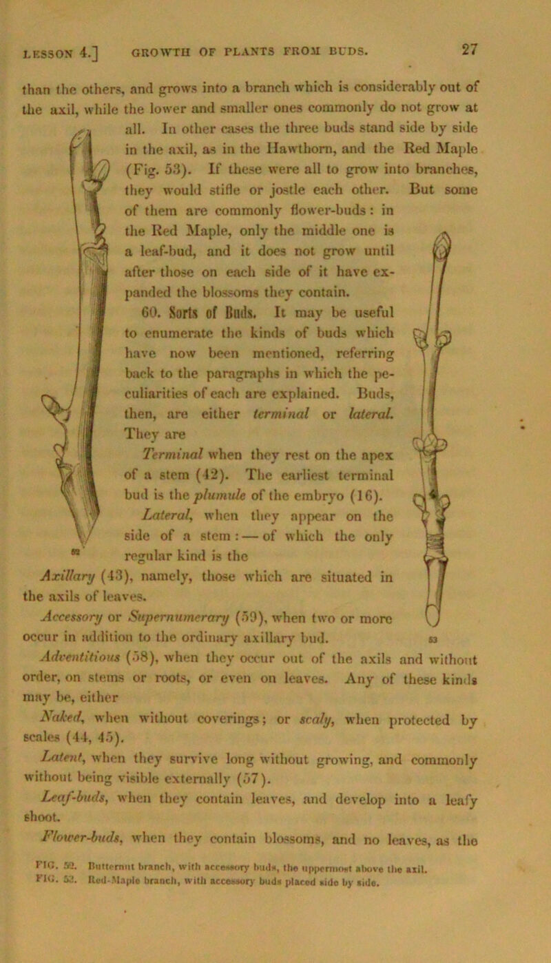 than the others, and grows into a branch which is considerably out of the axil, while the lower and smaller ones commonly do not grow at all. In other cases the three buds stand side by side in the axil, as in the Hawthorn, and the Red Maple (Fig. 53). If these were all to grow into branches, they would stifle or jostle each other. But some of them are commonly flower-buds: in the Red Maple, only the middle one is a leaf-bud, and it does not grow until after those on each side of it have ex- panded the blossoms they contain. 60. Sorts of Buds. It may be useful to enumerate the kinds of buds which have now been mentioned, referring back to the paragraphs in which the pe- culiarities of each are explained. Buds, then, are either terminal or lateral. They are Terminal when they rest on the npex of a stem (42). The earliest terminal bud is the plumule of the embryo (16). Lateral, when they appear on the side of a stem : — of which the only regular kind is the Axillary (43), namely, those which are situated in the axils of leaves. Accessory or Supernumerary (59), when two or more occur in addition to the ordinary axillary bud. a Adventitious (58), when they occur out of the axils and without order, on stems or roots, or even on leaves. Any of these kind* may be, either Naked, when without coverings; or scaly, when protected by scales (44, 45). Latent, when they survive long without growing, and commonly without being visible externally (57). Leaf-buds, when they contain leaves, and develop into a leafy shoot. Flower-buds, when they contain blossoms, and no leaves, as the no. SO. Butternut branch, with accessory bud*, the uppermost aliove the axil. Flu. 52. Red-Maple branch, with accessory buds placed sido by aide.