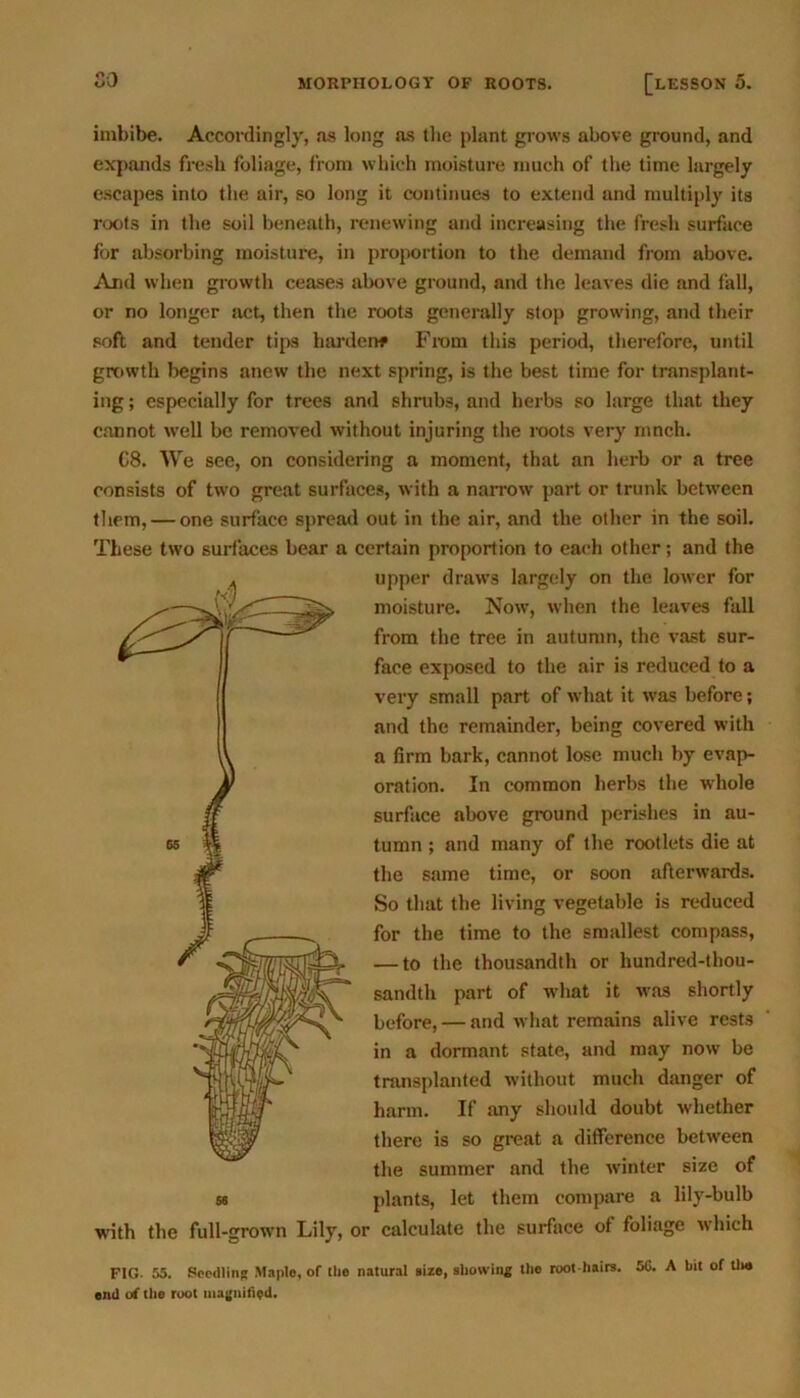 imbibe. Accordingly, as long as the plant grows above ground, and expands fresh foliage, from which moisture much of the time largely escapes into the air, so long it continues to extend and multiply its roots in the soil beneath, renewing and increasing the fresh surface for absorbing moisture, in proportion to the demand from above. And when growth ceases above ground, and the leaves die and fall, or no longer act, then the roots generally stop growing, and their soft and tender tips harden* From this period, therefore, until growth begins anew the next spring, is the best time for transplant- ing ; especially for trees and shrubs, and herbs so large that they cannot well be removed without injuring the roots very ranch. C8. We see, on considering a moment, that an herb or a tree consists of two great surfaces, with a narrow part or trunk between them, — one surface spread out in the air, and the other in the soil. These two surfaces bear a certain proportion to each other; and the upper draws largely on the lower for moisture. Now, when the leaves fall from the tree in autumn, the vast sur- face exposed to the air is reduced to a very small part of what it was before; and the remainder, being covered with a firm bark, cannot lose much by evap- oration. In common herbs the whole surface above ground perishes in au- tumn ; and many of the rootlets die at the same time, or soon afterwards. So that the living vegetable is reduced for the time to the smallest compass, — to the thousandth or hundred-thou- sandth part of what it was shortly before, — and what remains alive rests in a dormant state, and may now be transplanted without much danger of harm. If any should doubt whether there is so great a difference between the summer and the winter size of plants, let them compare a lily-bulb ss with the full-grown Lily, or calculate the surface of foliage which FIG. 55. Seedling Maple, of (lie natural size, showing the root-hairs. 5G. A bit of tlw end of the root magnified.
