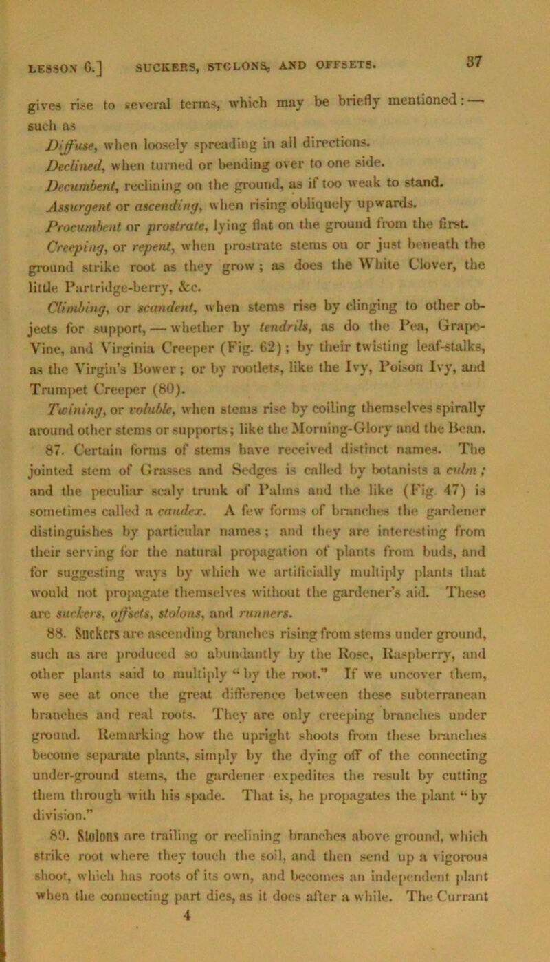 LESSON G.] SUCKERS, STGLONSs AND OFFSETS. gives rise to several terms, which may be briefly mentioned: 6uch as Diffuse, when loosely spreading in all directions. Declined, when turned or bending over to one side. Decumbent, reclining on the ground, as if too weak to stand. Assurgent or ascending, when rising obliquely upwards. Procumbent or prostrate, lying flat on the ground from the first. Creeping, or repent, when prostrate stems on or just beneath the ground strike root as they grow ; as does the White Clover, the little Partridge-berry, &c. Climbing, or scandent, when stems rise by clinging to other ob- jects for support, — whether by tendrils, as do the lVa, Grape- Vine, and Virginia Creeper (Fig. 62); by their twisting leaf-stalks, as the Virgin’s Bower; or by rootlets, like the Ivy, Poison Ivy, and Trumpet Creeper (80). Twining, or voluble, when stems rise by coiling themselves spirally around other stems or supports; like the Morning-Glory and the Bean. 87. Certain forms of stems have received distinct names. The jointed stem of Grasses and Sedges is called by botanists a culm ; and the peculiar scaly trunk of Paltns and the like (Fig 47) is sometimes called a cauder. A few forms of branches the gardener distinguishes by particular names; and they are interesting from their serving for the natural propagation of plants from buds, and for suggesting ways by which we artificially multiply plants that would not propagate themselves without the gardener’s aid. These are suckers. offsets, stolons, and runners. 88. Stickers are ascending branches rising from stems under ground, such as are produced so abundantly by the Rose, Raspberry, and other plants said to multiply “ by the root.” If we uncover them, we see at once the great difference between these subterranean branches and real roots. They are only creeping branches under ground. Remarking how the upright shoots from these branches become separate plants, simply by the dying off of the connecting under-ground stems, the gardener expedites the result by cutting them through with his spade. That is, he propagates the plant “by division.” 89. Stolons are trailing or reclining branches above ground, which strike root where they touch the soil, and then send up a vigorous shoot, which has roots of its own, and becomes an independent plant when the connecting part dies, as it docs after a while. The Currant 4