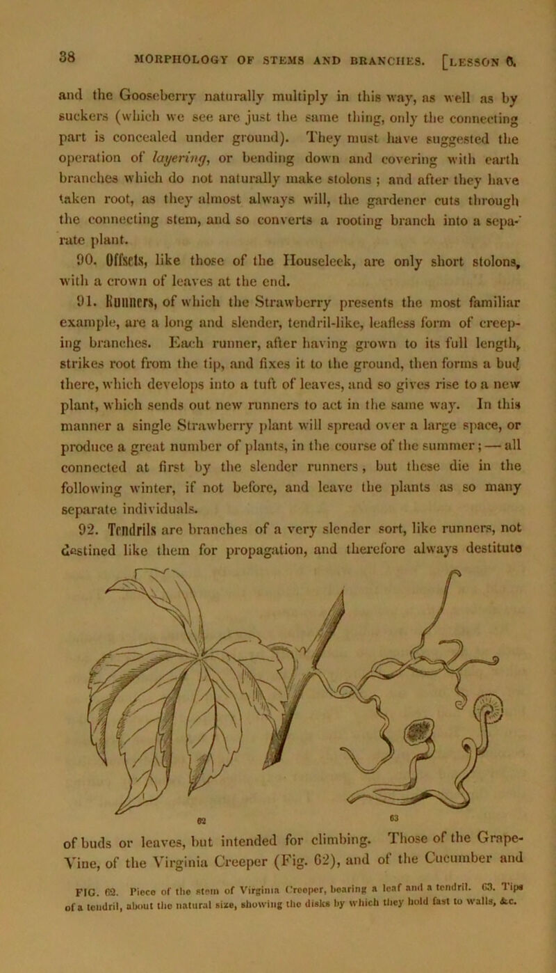 and the Gooseberry naturally multiply in this way, as well as by suckers (which we see are just the same thing, only the connecting part is concealed under ground). They must liave suggested the operation of layering, or bending down and covering with earth branches which do not naturally make stolons ; and after they have taken root, as they almost always will, the gardener cuts through the connecting stem, and so converts a rooting branch into a sepa-' rate plant. 90. Offsets, like those of the Ilouseleek, are only short stolons, with a crown of leaves at the end. 91. Kuilliers, of which the Strawberry presents the most familiar example, are a long and slender, tendril-like, leafless form of creep- ing branches. Each runner, after having grown to its full length, strikes root from the tip, and fixes it to the ground, then forms a bud there, which develops into a tuft of leaves, and so gives rise to a new plant, which sends out new runners to act in the same way. In this manner a single Strawberry plant will spread over a large space, or produce a great number of plants, in the course of the summer; — all connected at first by the slender runners, but these die in the following winter, if not before, and leave the plants as so many separate individuals. 92. Tendrils are branches of a very slender sort, like runners, not destined like them for propagation, and therefore always destitute of buds or leaves, but intended for climbing. Those of the Grape- Vine, of the Virginia Creeper (Fig. G2), and of the Cucumber and FIG. (H. Pioco of the stem of Virginia Creeper, hearing a leaf anil a tendril. G3. I ip* of a tendril, about the natural size, showing the disks by which they hold fast to walls, &c.