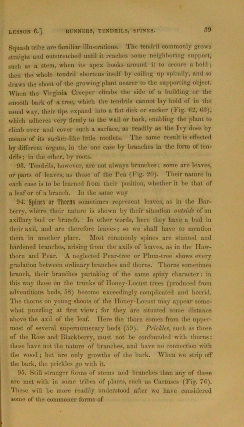 Squash tribe are familiar illustrations. The tendril commonly grows straight and outstretched until it reaches some neighboring support, such as a Stem, when its apex hooks around it to secure a hold; then the whole tendril shortens itself bv coiling up spirally, and so draws the shoot of the growing plant nearer to the supporting object. When the Virginia Creeper climbs the side of a building or the smooth bark of a tree, which the tendrils cannot lay hold of in the usual way, their tips expand into a flat disk or sucker (I* ig. 62, 03), which adheres very firmly to the wall or bark, enabling the plant to climb over and cover such a surface, as readily as the Ivy does by means of its sucker-like little rootlets. I he same result is eflected by different organs, in the one case by branches in the lorm of ten- drils ; in the other, by roots. 93. Tendrils, however, are not always branches; some are leaves, or parts of leaves, as those of the Pea (Pig- 20). Their nature in each case is to be learned from their position, whether it be that of a leaf or of a branch. In the same way 91. Spines or Thorns sometimes represent leaves, as in the Bar- berry, where their nature is shown by their situation outside of an axillary bud or branch. In other words, here they have a bud in their axil, and are therefore leaves; so we shall have to mention them in another place. Most commonly spines are stunted and hardened branches, arising from the axils of leaves, as in the Haw- thorn and Pear. A neglected Pear-tree or Plum-tree shows every gradation between ordinary branches and thorns. Thorns sometimes branch, their branches partaking of the same spiny character: in this way those on the trunks of Honey-Locust trees (produced from adventitious buds, 58) become exceedingly complicated and horrid. The thorns on young shoots of the IIoney-Locust may appear some- what puzzling tit first view; for they are situated some distance above the axil of the leaf. Here the thorn comes from the upper- most of several supernumerary buds (59). Prickles, such as those of the Rose and Blackberry, must not be confounded with thorns: these have not the nature of branches, and have no connection with the wood; but are only growths of the bark. When we strip off the bark, the prickles go with it. 95. Still stranger forms of stems and branches than any of these are met with in some tribes of plants, such as Cactuses (Fig. 7G). These will be more readily understood after we have considered some of the commoner forms of