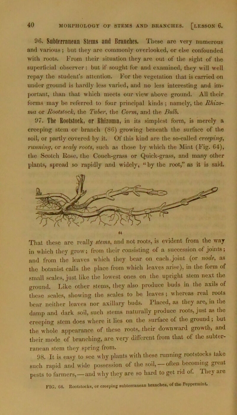 96. Subtprrnnenn Stems and Branches. These are very numerous and various; but they are commonly overlooked, or else confounded with roots. From their situation they are out of the sight of the superficial observer : but if sought for and examined, they will well repay the student’s attention. For the vegetation that is carried on under ground is hardly less varied, and no less interesting and im- portant, than that which meets our view above ground. All their forms may be referred to four principal kinds ; namely, the R/iizo- ma or Rootstock, the Tuber, the Corm, and the Bulb. 97. Till* Rootstock, or Rllizoma, ill its simplest form, is merely a creeping stem or branch (86) growing beneath the surface of the soil, or partly covered by it. Of this kind are the so-called creeping, running, or scaly roots, such as those by which the Mint (Fig. 64), the Scotch Rose, the Couch-grass or Quick-grass, and many other plants, spread so rapidly and widely, “ by the root,” as it is said. 64 That these are really stems, and not roots, is evident from the way in which they grow; from their consisting of a succession of joints; and from the leaves which they bear on each joint (or node, as the botanist calls the place from which leaves arise), in the form of small scales, just like the lowest ones on the upright stem next the ground. Like other stems, they also produce buds in the axils of these scales, showing the scales to be leaves ; whereas real roots bear neither leaves nor axillary buds. Placed, as they are, in the damp and dark soil, such stems naturally produce roots, just as the creeping stem does where it lies on the surface ot the ground ; but the whole appearance of these roots, their downward growth, and their mode of branching, are very different from that ol the subter- ranean stem they spring lrom. 98. It is easy to see why plants with these running rootstocks take such rapid and wide possession of the soil, — often becoming great pests to farmers,—and why they are so hard to get rid of. They are FIG. G4. Rootstocks, or creeping subtorrancan branches, of tho Peppermint.