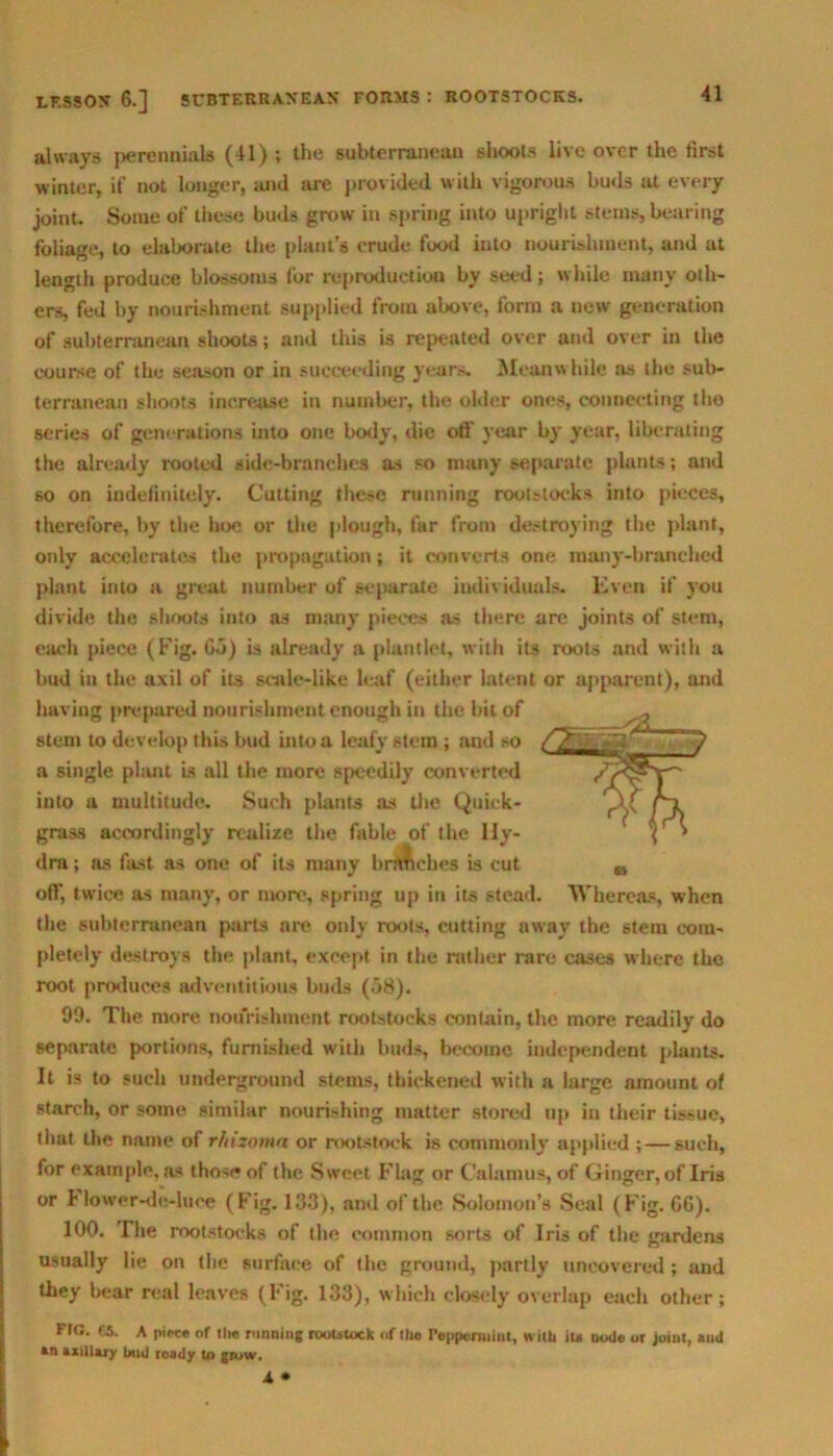 always perennials (41) ; the subterranean shoots live over the first winter, if not longer, and sire provided with vigorous buds at every joint. Some of these buds grow in spring into upright stems, besiring foliage, to elaborate the plant’s crude food into nourishment, and at length produce blossoms for reproduction by seed; while many oth- ers, fed by nourishment supplied from above, form a new generation of subterranean shoots; and this is repeated over and over in the course of the season or in succeeding years. Meanwhile as the sub- terranean shoots increase in number, the older ones, connecting tho series of generations into one body, die ofi' year by year, liberating the already rooted side-branches as so many separate plants; and so on indefinitely. Cutting these running rootstocks into pieces, therefore, by the hoe or the plough, far from destroying the plant, only accelerates the propagation; it converts one many-branched plant into a great number of separate individuals. Even if you divide the shoots into as many pieces as there are joints of stem, each piece (Fig. Go) is already' a plantiet, with its roots and with a bud in the axil of its scale-like leaf (either latent or apparent), and having prepared nourishment enough in the bit of stem to develop this bud into a leafy stem ; and so a single plant is all the more speedily converted into a multitude. Such plants as the Quick- grass accordingly realize the fable of the Hy- dra ; as fast as one of its many branches is cut off, twice as many, or more, spring up in its stead. Whereas, when the subterranean parts are only roots, cutting away the stem com- pletely destroys the plant, except in the rather rare cases where the root produces adventitious buds (.>8). 99. The more nourishment rootstocks contain, the more readily do separate portions, furnished with buds, become independent plants. It is to such underground stems, thickened with a large amount of starch, or some similar nourishing matter stored up in their tissue, that the name of rhixoma or rootstock is commonly applied ; — such, for example, as those of the Sweet Flag or Calamus, of Ginger, of Iris or h lower-de-luce (Fig. 133), and of the Solomon’s Seal (Fig. G6). 100. I he rootstocks of tin; common sorts of Iris of the gardens usually lie on the surface of the ground, partly uncovered ; and they bear real leaves (I* ig. 133), which closely overlap each other; Fro. C5. A piece of the running rootstock of Hie Peppermint, » nli iu ikhJo or Joiut, anil *n Axillary bud ready to glow.