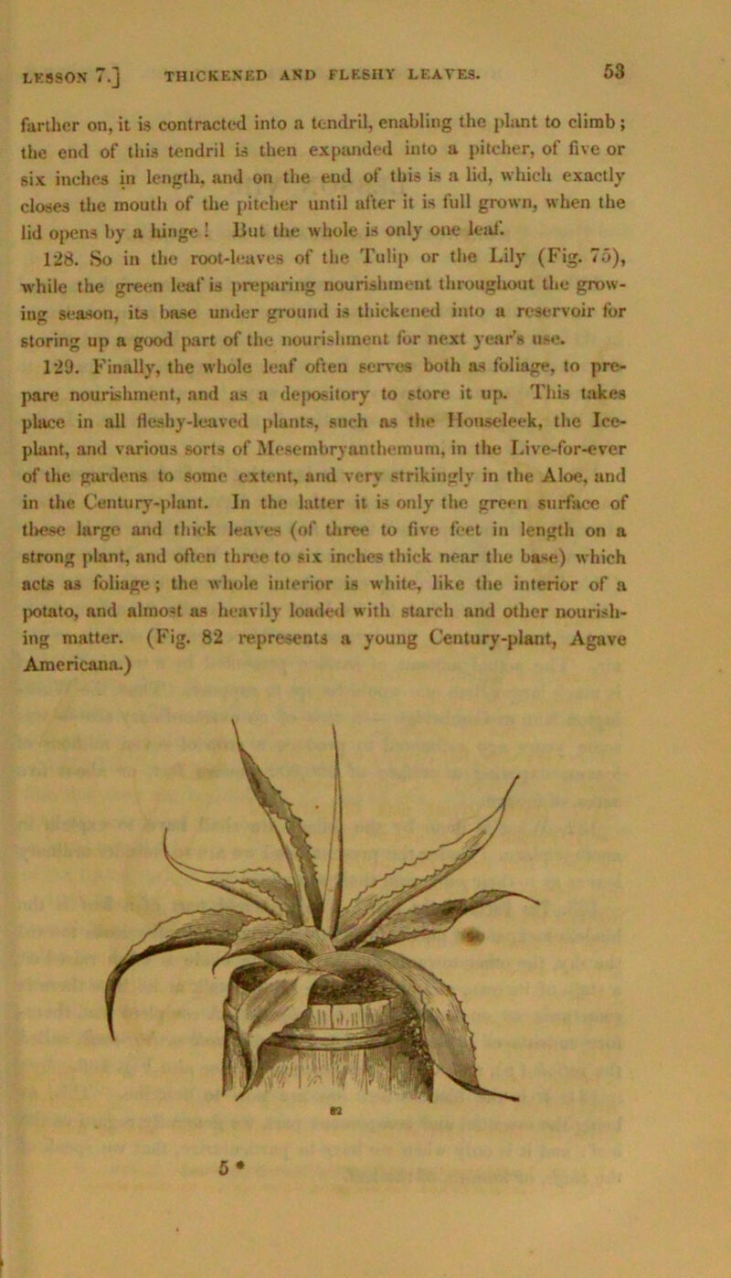 LESSON 7.J THICKENED AND FLESHY LEAVES. farther on, it is contracted into a tendril, enabling the plant to climb ; the end of this tendril is then expanded into a pitcher, of five or six inches in length, and on the end of this is a lid, which exactly closes the mouth of the pitcher until after it is full grown, when the lid opens by a liinge ! liut the whole is only one leaf. 128. So in the root-leaves of the Tulip or the Lily (Fig. 75), while the green leaf is preparing nourishment throughout the grow- ing season, its base under ground is thickened into a reservoir tor storing up a good part of the nourishment for next year’s use. 129. Finally, the whole leaf often serves both as foliage, to pre- pare nourishment, and as a depository to store it up. This takes place in all fleshy-leaved plants, such as the Honseleek, the Ice- plant, and various sorts of Mesembryanthemum, in the Live-for-ever of the gardens to some extent, and very strikingly in the Aloe, and in the Century-plant. In the latter it is only the green surface of tltese large and thick leaves (of three to five feet in length on a 6trong plant, and often three to six inches thick nenr the base) which acts as foliage ; the whole interior is white, like the interior of a ]>otato, and almost as heavily loaded with starch and other nourish- ing matter. (Fig. 82 represents a young Century-plant, Agave Americana.) M 5 *