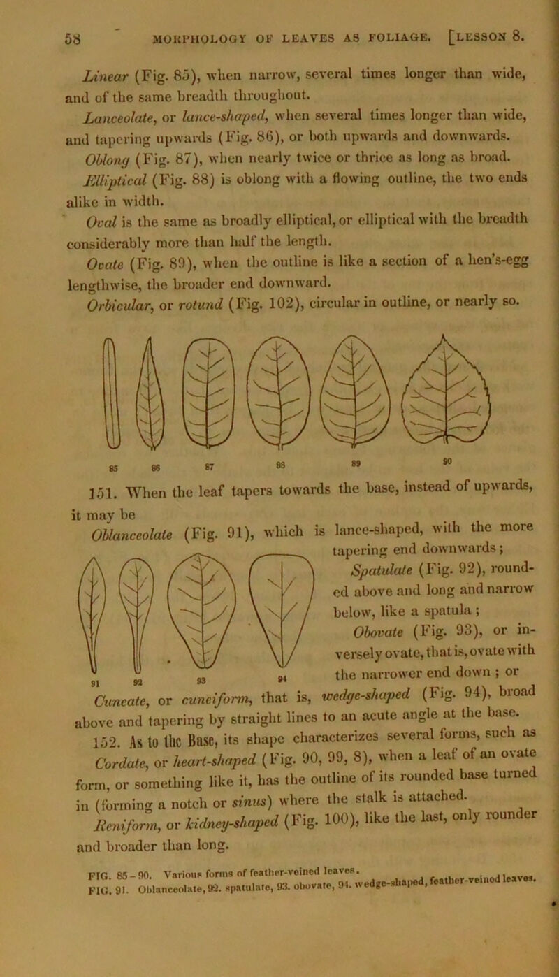 Linear (Fig. 85), when narrow, several times longer than wide, and of the same breadth throughout. Lanceolate, or lance-shaped, when several times longer than wide, and tapering upwards (Fig. 86), or both upwards and downwards. Oblong (Fig. 87), when nearly twice or thrice as long as broad. Elliptical (Fig. 88) is oblong with a flowing outline, the two ends alike in width. Oval is the same as broadly elliptical, or elliptical with the breadth considerably more than half the length. Ocate (Fig. 89), when the outline is like a section of a hen’s-egg lengthwise, the broader end downward. Orbicular, or rotund (Fig. 102), circular in outline, or nearly so. 151. When the leaf tapers towards the base, instead of upwards, it may be Oblanceolate (Fig. 91), which is lance-shaped, with the more tapering end downwards; Spatulate (Fig. 92), round- ed above and long and narrow below, like a spatula ; Obovatc (Fig. 93), or in- versely ovate, that is,ovate with the narrower end down ; or that is, wedge-shaped (Fig. 94), broad above and’tapering by straight lines to an acute angle at the base. 152 As to the Base, its shape characterizes several forms, such as Cordate, or heart-shaped (Fig. 90, 99, 8), when a leaf of an ovate form, or something like it, has the outline of its rounded base turned in (forming a notch or sinus) where the stalk is attached. Reniform, or kidney-shaped (Fig. 100), like the last, only rounder and broader than long. Cuneate, or cuneiform, FIG. 85 - 90. Variau* forma of feather-veined leaves. FIG. 91. Oblanceolate, 98. spatulate, 93. obovate, 91. ,vedgc-sliape , feather-veined leaves.