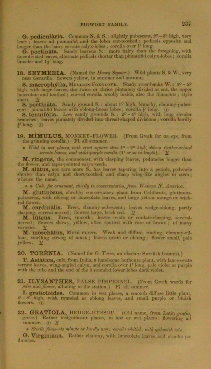 G. pedieulhria. Common N. & S.: slightly nuhescent, 2°-3° high, Terr leafy; leaves all pinnatifid Hn<l the lobes cut-tootbed ; pedicels opposite anil longer than the hairy serrate calyx-lobes ; corolla over l' long. G. pectin&ta. Sandy barrens S.: more hairy than the foregoing, with finer divided leaves, alternate pedicels shorter than piuuatitid calyx-lobes ; corolla broader and lj' long. 18. SEYMERIA. (Named for limn) Seymer.) Wild plants S. & W., very near Gerardia : flowers yellow, in summer and autumn. S. macropbylla, Mt;ljusi n-Foxqlotx. Shady river-banks W.: 4° -5° high, with large leaves, the twice or thrice pinnately divided or cut, the up|>er lanceolate and toothed; curved corolla woolly inside, also the filaments; style short. 21 S. pectinata. Sandy ground S. : about 1° high, branchy, clammy-pubes- cent ; pinnatifid leaves with oblong-linear lobes ; corolla }' long, (i) S. tenuifblia. Low sandy grounds S.: 2° -4° high, with long slender branches ; leaves pinnately divided into thread-shaped divisions ; corolla hardly i' l°ng. © 19. MIMULUS, MONKEY-FLOWER. (From Greek for an a/*, from the grinning corolla.) FI. all summer. * 11 ikl in wet jtlaces, with erect st/nare stem l°-2° high, oblong feather-veined serrate bares, anti violet-purple corolla (1' or so in length). 21 M. rlngens, the commonest, with clasping leaves, peduncles longer than the flower, and taper-pointed calyx-teeth. M. alatus, not rare more >S., has leaves tattering into a petiole, peduncle shorter than calyx and short-toothed, Hnd sharp wing-like angles to stem ; whence the name. * * Cult, for ornament, chiefly in conservatories, from Western X. America. M. glutinbsus, shrubby conservatory plant from California, glutinous- pubescent, witli obloug or lanceolate leaves, and large yellow orange or brick- red flower. M. cardinalia. Erect, clammy-pubesccnt; leaves wedge-oblong, partly cla-ping, several-nerved ; flowers large, brick-red. 21 M. lfcteus. Erect, smooth ; leaves ovate or cordate-clamping, several- nerved ; flowers showy, yellow, often spotted with rose or brown ; of many varieties. 21 M. mOBCh&tUS, Mcsk-pi.axt. Weak and diffuse, rooting, clnmmy-vil- lous, smelling strong of musk; leaves ovate or oblong; flower small, pale yellow. 21 20. TORENIA. (Mamed for O. an obscure Swedish botanist.) T. Asiatica, cult, from Iudiii, a handsome hothouse plant, with iance-ovate serrate leaves, wing-angled calyx, and corolla over 1' long, pale violet or puqile with the tube and the end of tfie 3 rounded lower lolies dark violet. 21. ILYSANTIIES, FALSE PIMPERNEL. (From Greek words for mire mu] flatter, alluding to the station.) FI. all summer. I. grtltioloides. Common in wet places, a smooth diffuse little plant, 4’ - 8' high, with rounded or oblong leaves, and small purple or bluish flowers, (jl) 22. GRATlOLA, HEDGE-IIYSSOP. (Old name, from Latin gratia, grace.) Rather insignificant plants, in low or wet places: flowering all summer. (T) 21 » Sterile filaments minute or hardly any: corolla whitish, with yellowish tube, G. Virginian a. Bather clammy, with lanceolate leaves and slender pe- duncles.