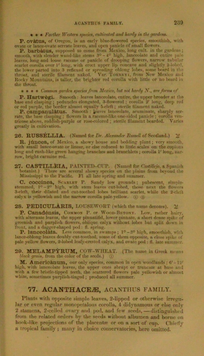 * * # Farther TJ V.-rfem specks, cultivated and hardy in the gardens. P. OvitUS, of Oregon, is an earlv blue-flowered species, siuoothish, with ovate or lance-ovate serrate leaves, and open panicle of small flowers. P. barb&tus, supposed to come from Mexico, long cult, in the gardens; smooth, with slender wand-like stems 3°-4° high, lanceolate and entire pale leaves, long and loose raceme or |>anicle of drooping flowers, narrow tubular scarlet corolla over I' long, with erect upper lip concave aud slightly 2-lob!, the lower parted into 3 reflexed or spreading oblong lobes, some beard in the. throat, and sterile filament naked. Vnr. Tokrkyi, from New Mexico and Rocky Mountains, is taller, the brighter red corolla with little or no Ward in the throat. * • • • Common garden species from Mexico, but not hardy X., are forms of P. Hartwdgi. Smooth : leaves lanceolate, entire, the upper broader at the base ami clasping; peduncles elongated, 3-Howrred ; corolla 2' long, deep red or red purple, the border almost equally 5-cleft; sterile filament naked. P. campanul&tus. Smooth : leaves lanceolate, acuminate, sharply ser- rate, the base clasping ; flowers in a raceme-like one-sided panicle; corolla ven- tricosc above, reddish-purple or rose-colored ; sterile filament bearded. Varies greatly in cultivation. 20. RUSSELLIA. (Named for Dr. Alexander Russell of Scotland.) 2/ R. jtracea, of Mexico, a showry house and betiding plant; very smooth, with small lance-ovate or linear, or else reduced to little scales on the copions long and rush-like green hanging branches and hranchlets ; corolla 1' long, nar- row, bright carmine red. 27. CASTILLEIA, I*AINTEl)-drP. (Named for Ca-iiUejo, a Spanish botanist.) There are several showy specie* on the plains from beyond the Mississippi to the Pacific. FI all late spring and summer. C. COCCinea, Scarlet P. Sandy low grounds; pubescent, sitnple- stemmed, 1 ° - 2° high, with stem leaves cut-lohed, tho«e next the flowers 3-eleft, their dilated ami cut-toothed lobes brilliant scarlet, while the S-ckft calyx is yellowish and the narrow corolla pale yellow, (i) 28. PEDICULARIS, LOUSEWORT (which the name denotes). H P. Canadousis, Common I’, or Wood-Beto* v. Low, rather hairy, with alternate leaves, the tipper pinnntifid. lower pinnate, a short dense spike of greenish and puq>li*k flowers, oblique calyx without lobes but split down in front, and a dagger-shajied pod: fl. spring. P. lanceol&ta. I.chs common, in swamps ; l°-3° high, smoothish, with lanec-oblong leaves doubly cot-toothed, some of them opposite, a close spike of pale yellow flowers, 2-lobcd leafy-crested calyx, and ovate pod : fi. late summer. 20. MELAMPYRUM, COW-WHEAT. (The Dame in Greek n, ans black grain, from the color of the seeds.) (T) M. Araeric&num, our only species, common in open woodlands : fi'- 12' high, with lanceolate leaves, the upper ones abrupt or truncate at base and with a few hristlo-tipped teeth, the scattered flowers pale yellowish or almost white, sometimes purplish-tinged ; produced all summer. 77. ACANTHACEAD, ACANTHUS FAMILY. Plants with opposite simple leaves, 2-lipped or otherwise irregu- lar or even regular rnonopetalous corolla, 4 didynamous or else only 2 stamens, 2-cellcd ovary and pod, and few seeds, — distinguished from the related orders by the seeds without albumen and borne on hook-like projections of the placenta: or on a sort of ctip. Chiefly a tropical family ; many in choice conservatories, here omitted.
