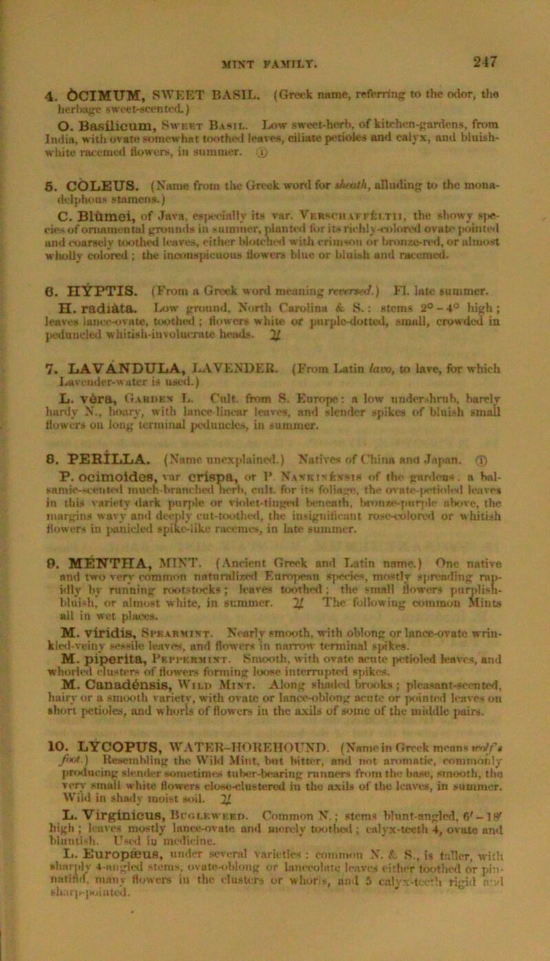 4. DCIMUM, SWEET BASIL. (Greek name, referring to the odor, the herbage sweet-scented.) O. Basilicum, Sweet Basil. Low sweet-herb, of kitchen-gardens, from India, with ovate somewhat toothed leaves, ciliate petioles and calyx, nnd bluish- white race mod dowers, ill summer. (V) 5. COLEUS. (Name from the Greek wortl for shunth, alluding to the mona- delphons stamens.) C. BItimei, of Java, especially its var. Vkrm h AFFfci.Tn, the showy spe- cies of oniamcntal grounds in summer, planted tor its richly-colored ovate pointed and coarsely toothed leaves, either blotched with crimson or bronze-red, or almost wholly colored ; the inconspicuous dowers blue or bluish and raccmed. 6. HYPTIS. (From a Greek word meaning reversed.) II. late summer. H. radi&ta. Low ground. North Carolina & S.: stems 2°-4° high; leaves lance-ovate, toothed ; flowers white or purple-dotted, small, crowded in peduueled whitiah-involucrate heads. 21 7. LAVANDULA, LAVENDER. (From Latin lam, to lave, for which Lavender-water is used.) L. v6ra. Garden L. Cult, from S. Europe: a low under-hruh. harelv hardy N., hoary, with lance-linear leaves, and slender spikes of bluish small flowers ou long terminal peduncles, in summer. 8. PEKILLA. (Name, unexplained.) Natives of China antf Japan. © P. ocimoides, var crispa, or 1’. Nanktxfejfsis of the gardens, a bal- snmie—cented much-branched herb, cult, for its foliage, the ovate-petioled leaves in this variety dark purple or violet-tinged beneath, bronze-purple above, the margins wavy and deeply cut-toothed, the insignificant rose-colored or whitish flowers in panicled spike-like racemes, in late summer. 9. MENTHA, MINT. (Ancient Greek and Latin name.) One native nnd two very common naturalized F.nrojiean species, mostly spreading rate idly by running rootstocks ; leaves toothed ; the small flowers purplisti- bluish, or almost white, in summer. 21 The followiug common Mints all in wet places. M. viridis. Spearmint. Nearly smooth, with oblong or lance-oratc wrin- kled-veiny sessile leaves, and flowers in narrow terminal spikes. M. piperita. Peppermint. Smooth, with ovate acme pctioled leaves, and W'horled dusters of flowers forming loose interrupted spikes. M. Canadensis, Wild Mint. Along shaded brooks; pleasant-scented, hairy or a smooth varietv, with ovate or lance-oblong acute or pointed leaves on short ftctioles, and whorls of flowers in the axils of some of the middle pairs. 10. LYCOPUS, WATKR-HOREIIOUND. (Name in Greek means ,njf, /not ) Resembling the Wiki Mint, hut bitter, anil not aromatic, commonly producing slender sometimes tuber-bearing runners from the base, smooth, the very small white flowers close-clustered in the axils of the leaves, in summer. Wild in shady moist soil. 2J. L. Virginicus, Bcoleweed. Common N.; stems hlnnt-nngled, 6' -1 high ; leaves mostly lance-ovate nnd merely toothed ; calyx-teeth 4, ovate and bliintlsh. Used iu medicine. L. Europfflufi, under several varieties ; common N. Sc S., is taller, with sharply 4-nngled stems, ovate-oblong or lanceolate leaves either toothed or pi:i- natffld, many flowers in the clusters or whoris, and 5 calyx-teeth rigid nv.d sharp-|Nii ntod.