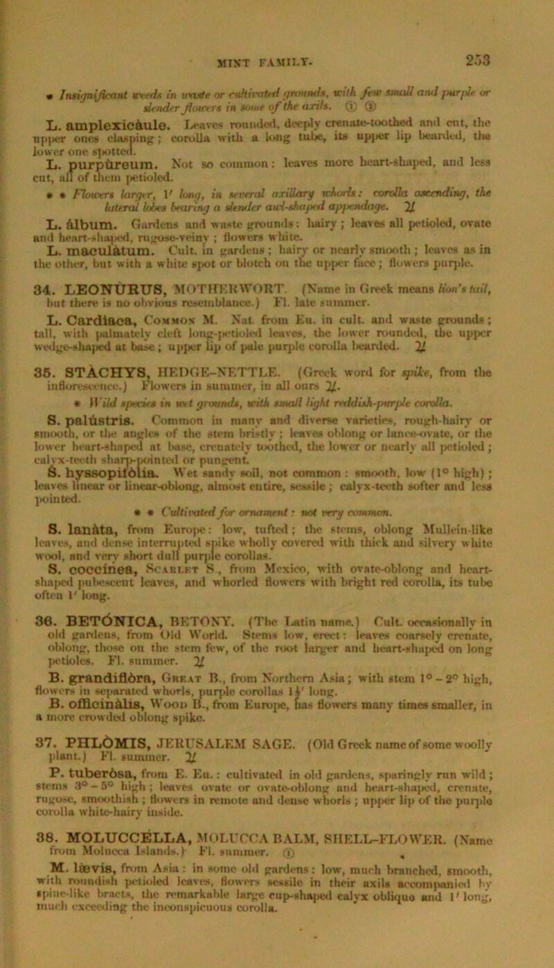 • Insignificant weeds in waste or cultivated grounds, with feu> small and jmrjle or slender flowers in some of the arils. Q) ® L. amplexiciulo. leaves rounded, deeply eremite-toothed ami cut, the upper oni'i clasping; corolla with a long tube, its upper lip bearded, the lower one spotted. Ij. purpureum. Not so common: leaves more heart-shaped, and less cut, all of them petioled. * * Flowers larger, V long, in several axillary whorls: corolla ascending, the lateral lobes bearing a dtnder awl-shaped apfiendage. % L. album. Gardens and waste grounds: liairy ; leaves all petioled, ovate and heart-shaped, rugose-veiny ; flowers white. L. maculatum. Cult, in gardens ; hairy or nearly smooth ; leaves as in the other, but with a white sjx>t or blotch on the upper face ; flowers purple. 34. LEONURUS, MOTHERWORT. (Name in Greek means lion's tail, but there is no obvious resemblance.) FI. late summer. L. Cardiaea, Cosmos M. Nat from Eu. in cult, and waste grounds; tall, with jKilmutely cleft long-petioled leaves, the lower rounded, the upper wedge-shaped at base ; upjier lip of jiale purple corolla licarded. H 35. STACHYS, HEDGE-NETTLE. (Greek word for spile, from the inflorescence.) Flowers in summer, in all ours 11. * Wild species in mt grounds, with small light rerldish-pnr/Je corolla. S. palustris. Common ill many and diverse varieties, rough-hairy or smooth, or the angles of the stem bristly ; leaves oblong or lance-ovate, or the lower heart-shaped at tiase, erenately toothed, the lower or nearly ull petioled ; calyx-teeth sharp-pointed or pungent. S. hyssopilblia. Wet sandy roil, not common : smooth, low (1° high); leaves liueur or linear-oblong, almost entire, sessile ; calyx-teeth softer and less jointed. * • Cultivated for ornament • not very common. S. lanata, from Europe: low, tufted; the stems, oblong Mullein-like leaves, and dense interrupted spike wholly covered with thick and silvery white wool, and very short dull purple corollas. S. cocciriea, Scarlkt S , from Mexico, with ovate-oblong and heart- shaped pubescent leaves, and whorlcd flowers with bright red corolla, its tube often 1' long. 30. BETCiNICA, BETONY. (The I-a till name.) Cult, occasionally in old gardens, from Old World. Sterna low, erect : leaves coarsely crenate, oblong, those on the stem few, of the root larger and bcart-shajied on long jietiolea. FI. summer. 2/ B. grandifldra. Great B., front Northern Asia; with stem I°-2° high, flowers in separated whorls, purple corollas 1V long. B. offlcin&lis, Wood B., from Europe, has flowers many times smaller, in a more crowded oblong spike. 37. PHLOMIS, JERUSALEM SAGE. (Old Greek name of some woolly plant.) Ft. summer. U. P. tuberbsa, from E. Eu.: cultivated in old gardens, sparingly run wild; steins 3°-5° high; leaves ovate or ovate-oblong and heart-shaped, crenate, rugose, smoothish ; flowers in remote and dense whorls ; upper lip of the purple corolla white-hairy inside. 38. MOLUCCELLA, MOLUCCA BALM, SHELE-FLOWER. (Name from Molucca Islands.) FI. summer, (i) , M. laevis, from Asia: in some old gardens: low, much branched, smooth, with roundish petioled leaves, flowers sessile in their uxils accompanied by spin e-like bracts, the remarkable lurgecup-shaped calyx obliquo and l'long, much exceeding the inconspicuous corolla.