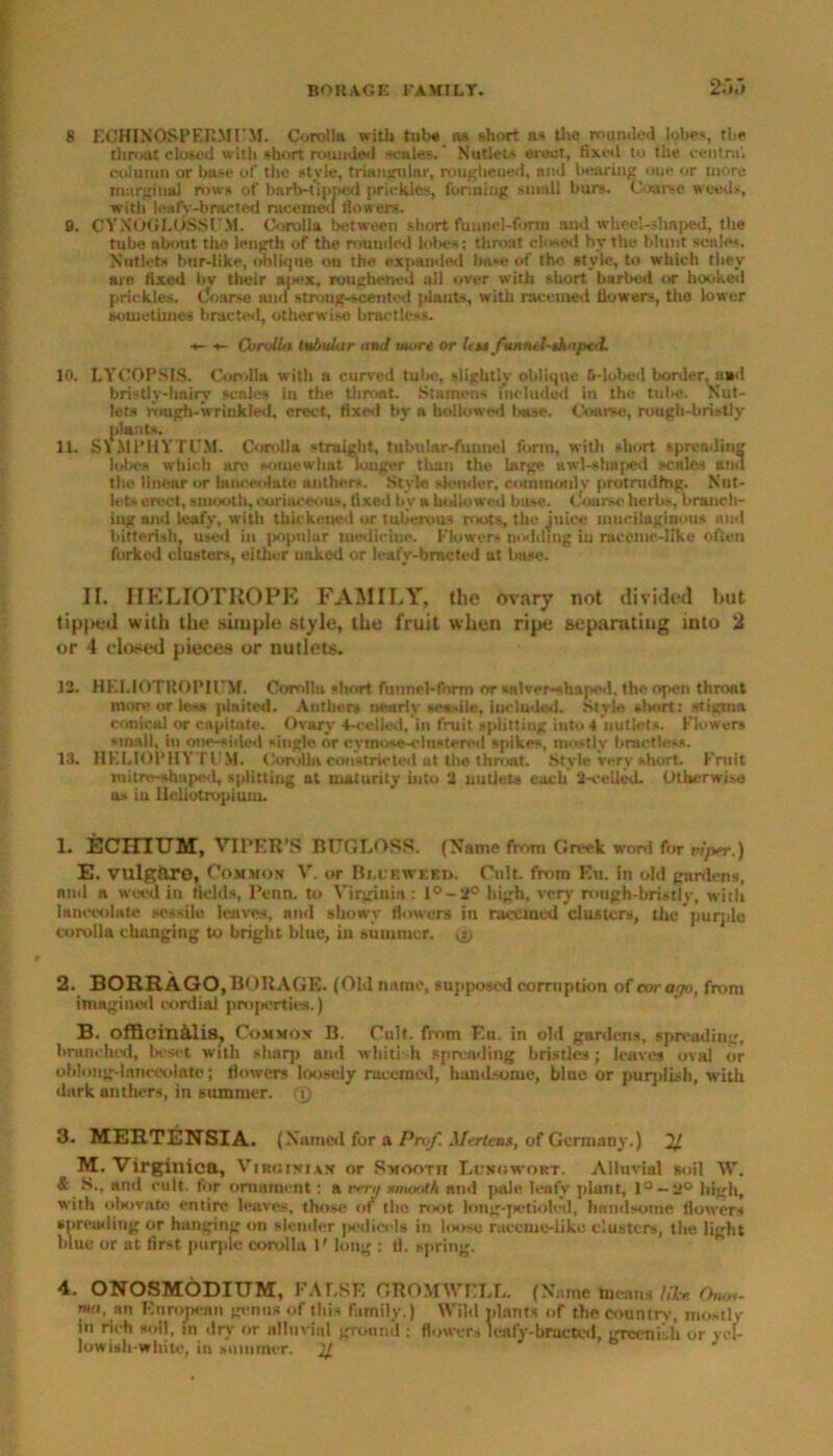 2aj 8 ECHINOSPERMPM. Coroll* with tube as short as the rounded lobes, the throat closed with short rounded scales.* Nutlets erect, fixed to the central column or base of the style, triangular, roughened, and bearing one or more marginal rows of barb-tipped prickles, forming small burs. Coarse weeds, with leafv-bracted racemed flowers. 9. CYNOGL0SSUM. Corolla between short funnel-form and wheel-shaped, the tube about the leugth of the rounded lobes; throat closed by the blunt scales. Nutlets bur-like, oblique on the expanded base of the style, to which they are fixed bv their apex, roughened all over with short barbed or hooked prickles. Coarse and strong-scented plants, with racemed flowers, tho lower sometimes brae ted, otherwise braetless. ■t- 4- Corolla tubular and wore or Lit fuantl-thaped. 10. LYCOPSIS. Corolla with a curved tula;, slightly oblique 5-lobed border, aad bristly-hniry scales in the throat. Stamens included in the tube. Nut- lets rough-wrinkled, erect, fixed by a hollowed base. Coarse, rough-bristly plants. 11. S\ MPHYTl’M. Corolla straight, tubular-funnel form, with short spreading lobes which are somewhat longer than the large awl-shaped scales and the linear or lanceolate anthers. Style slender, commonly protruding. Nut- lets erect, smooth, coriaceous, fi xed by a hollowed buse. Coarse herbs, branch- ing and leafy, with thickened or tuberous roots, the juice mucilaginous and bitterish, used in popular medicine. Flowers nodding iu raceme-like often forked clusters, either naked or leafy-bracted at base. II. HELIOTROPE FAMILY, the ovary not divided hut tipped with the simple style, the fruit when ripe separating into 2 or 4 closed pieces or nutlets. J2. HKl.IOTROPH'M. Corolla short fuunel-fnrm or salver-shaped, the open throat more or less plaited. Anthers nearly sessile, included. Style short: -tigtna conical or capitate. Ovary 4-celled, in fruit splitting into 4 nutlets. Flowers small, in one-sided single or cymose-clustered spikes, mostly braetless. 13. HKLIOPHYTUM. Corolla constricted at the throat. Style Very short. Fruit mitre-shuped, splitting at maturity into 2 nutlets each 2-cellcd. Otherwise os iu lleliotropiuru. 1. ECHIUM, VIPER'S BITGLOSS. (Name from Greek word for riper.) E. vulgftre, Common V. or Bi.i f.weed. Cult, from Ett. in old garden*, and a weed in fields, Penn, to Virginia : l°-2° high, very rough-bristly, with lanceolate sessile leaves, anil showy flowers in racemed clusters, the purple corolla changing to bright blue, iu summer, is; 2. BORRAGO,BORAGE. (Old name, supposed corruption of car ago, from imagined cordial properties.) B. officin&lis. Common B. Cult, from F.u. in old gardens, spreading, branched, beset with sharp and whitish spreading bristles; leaves oval or oblong-lanceolate; flowers loosely racemed, handsome, blue or purplish, with dark anthers, in summer. © 3. MERTENSIA. (Named for a Prof, Merten*, of Germany.) 11 M. Virginica, Virotnian or Smooth Lungwort. Alluvial soil W. & S., mid cult, for ornament : a rmj rmooth and pale, leafy plunt, 1 ° — 2° high, with obovato entire leaves, those of1 the root long-jietioled, handsome flowers spreading or hanging on slender pedicels in loose rueeme-like clusters, the light blue or at first purple corolla V long : fl. spring. 4. ONOSMODIUM, FALSE GROM WELL. (Name means Wee Ch.««- mu, an European genus of this family.) Wild plants of the country, mostly in rich soil, fn dry or alluvial ground : flowers leafy-bracted, grccniLh or yel- lowish-white, iu summer. 2^