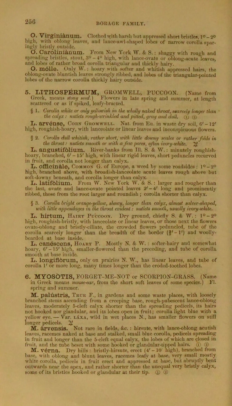 25G O. Virgini&num. Clothed tyithharsh but appressed short bristles, l°-2° high, with oblong leaves, and lancc-awl-slmped lobes of narrow corolla spar- ingly bristly outside. O'. Carolinianum. From New York W. & S.: shaggy with rough and spreading bristles, stout, 3° - 4° high, with lance-ovate or oblong-acute leaves, and lobes of rather broad corolla triangular and thickly hairy. O. moile. Only W.: hoary with softer and whitish appressed hairs, the oblong-ovate bluntish leaves strongly ribbed, and lobes of the triangular-pointed lobes of the narrow corolla thickly hairy outside. 6. LITHOSPERMUM, CROMWELL, PUCCOON. (Name from Greek, means stony seed.) Flowers in late spring and summer, at length scattered or as if spiked, leafy-braeted. § 1. Corolla white or only yellowish in the wholly naked throat, smreely longer than the calyx: nutlets rouyh-wrinkled and pitted, gray and dull, © © L. arvdnse, Cohn Cromwell. Nat. from Eu. in waste dry soil, 6'- 12' high, roughisli-hoary, with lanceolate or linear leaves and inconspicuous flowers. § 2. Corolla dull whitish, rather short, with little downy scales or rather folds in the throat: nutlets smooth or with a few pores, often ivory-white, if L. angustifblium. River-hanks from 111. S. & W.: minutely roughish- hoary, branched, O' - 15' high, with linear rigid leaves, short peduncles recurved in fruit, and corolla not longer than calyx. L. offlcinkle, Common G. of Europe, a weed by some roadsides : l°-2° high, branched above, with broadish-lanceolate acute leaves rough above but soft-downy beneath, and corolla longer than calyx. L. latifblium. From W. New York W. & S.: larger and rougher than the last, ovate and lance-ovate pointed leaves 2'-4' long anti prominently ribbed, those from the root larger and roundish ; corolla shorter than calyx. § 3. Corolla bright orane/e-yellow, showy, longer than calyx, almost salver-shaped, with little api>endiujes in the throat evident: nutlets smooth, usually ivory-white. Ii. hirtum, Hairy Pnccootf. Dry ground, chiefly S. & W.: l°-2° high, roughish-bristly, with lanceolate or linear leaves, or those next the flowers ovate-oblong anti bristly-ciliatc, the crowded flowers pcdunclcd, tube of tho corolla scarcely longer than the breadth of the border (jj'-l'j and woolly- bearded at base inside. L. canescens, Hoary P. Mostly N. & W.: softer-hairy and somewhat hoary, 6'-15' high, smaller-flowered than the preceding, and tube of corolla smooth at base inside. L. longifldrum, only on prairies N. W., has linear leaves, and tube of corolla V or more long, many times longer than the eroded-toothed lobes. 6. MYOSOTIS, FORGET-ME-NOT or SCORPION-GRASS. (Name in Greek means mouse-ear, from the short soft leaves of some species.) FI. spring and summer. M. palustris, True F., in gardens and some waste places, with loosely branched stems ascending from a creeping base, rough-pubescent- lance-oblong leaves, moderately 5-cleft calyx shorter than the spreading pedicels, its hairs not hooked nor glandular, and its lobes open in fruit; corolla light blue with a yellow eye. — Var. i.Axa, wild in wet places N., has smaller flowers on still longer pedicels. 21 M. cirvensis. Not rare in fields, &c.: hirsute, with lance-oblong acutish leaves, racemes naked at base and stalked, small blue, corolla, pedicels spreading in fruit and longer than the 5-cleft equal calyx, the lobes of which are closed iu fruit, and the tube beset with some hooked or glandular-tipped hairs. © © M. v6rna. Dry hills : bristly-hirsute, erect (4'- 10' nigh), branched from base, with oblong and blunt leaves, racemes leafy- at base, very small mostly white corolla, pedicels in fruit erect and appressed at base, but abruptly bent outwards near the apex, and rather shorter than the unequal very bristly calyx, some of its bristles hooked or glandular at their tip. © ©