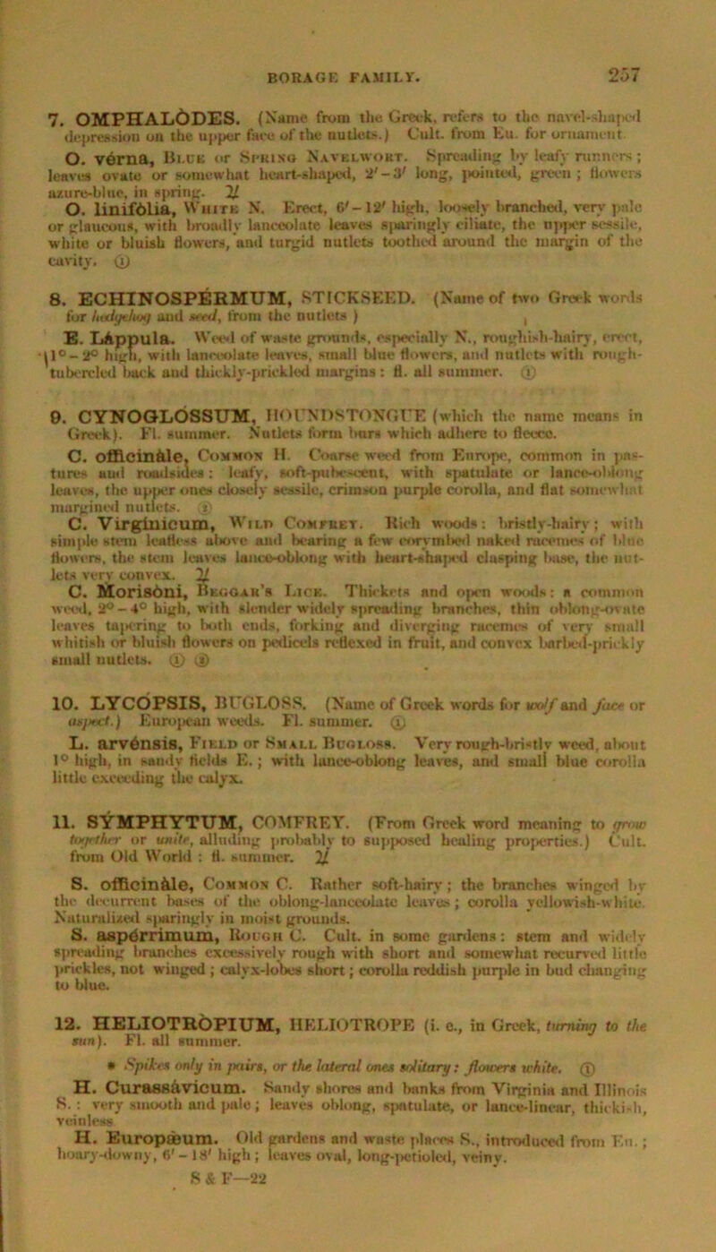 7. OMPHALODES. (Name from tlie Greek, refers to the navel-shaped depression on the upper fare of the nutlets.) Cult, from Eu. for ornament O. verna, Bi.dk or Spring Navklwokt. Spreading by leafy runners; leaves ovate or somewhat heart-shaped, 2' -3' long, pointed, green ; flowers azure-blue, in spring. 11 O. linifblia, White N. Erect, 6'- 12' high, loosely branched, very pale or glaucous, with broadly lanceolate leaves sjiaringly ciliate, the npper sessile, white or bluish flowers, and turgid nutlets toothed ’around the margin of the cavity. <i) 8. ECHINOSPERMUM, STICKSEED. (Name of two Greek words for ItvdyeluMi and seed, from the nutlets ) , E. LAppula. Wis'd of waste grounds, especially N., roughish-hairy, erect, (1°- 2° high, with lanceolate leaves, small blue flowers, and nutlets with rough- tubercled tiaek aud thickly-prickled margins: fl. all summer, u 9. CYNOGLOSSUM, HOUNDSTONGUE (which the name means in Greek). Fl. summer. Nutlets form burs which adhere to fleece. C. offlcin&le, Common H. Coarse weed from Europe, common in pas- tures aud roadsides: leafy, soft-pubescent, with spattdate or lajtee-obiong leaves, the. upper ones closeiy sessile, crimson purple corolla, and flat somewhat margined nutlets. C. Virginicum, Winn Com they. Rich woods: bristly-baity; with simple stem leafless aiiove and bearing a few coretnlied naked rueemes of blue flowers, the stem leaves laiioo-oblong with heart-shaja'd clasping base, the nut- lets very convex. 2/ C. Morisbni, Beggar’s Lice. Thickets and o|»cn woods: a common weed, 2° - 4° high, with slender widely spreading branches, thin oblong-ovate leaves tajaring to both cuds, forking and diverging racemes of very small whitish or bluish flowers on pedicels re-flexed in fruit, and convex barbed-prickly small nutlets. (J) (D 10. LYCOPSIS, BUGLOSS. (Name of Greek words for wolf and fact- or asjMtct.) European weeds. Fl. summer, a, L. arv6nsis, Field or Small Bugloss. Veryrougb-bristlv weed, ulxnit 1° high, in sandy fields E.; with lance-oblong leaves, and smali blue corolla little exceeding the calyx. 11. SYMPHYTUM, COMFREY. (From Greek word meaning to grow together or unite, alluding probably to supposed healing properties.) Cult, from Old World : (1. summer. 2/ S. officinkle, Common C. Rather soft-hairv ; the branches winged by the dccurrcnt bases of the oblong-lanceolate leaves; corolla yellowish-while. Naturalized sjwringly in moist grounds. S. asperrimum, Rough C. Cult, in some gardens: stem and widely spreading branches excessively rough with short aud somewhat recurved little prickles, not winged ; calyx-lobes short; corolla reddish pnqile in bud changing to blue. 12. HELIOTROPIUM, HELIOTROPE (i. e., in Greek, turning to the sun). Fl. all summer. * Spikes only in pairs, or the lateral ones solitary: flower* white. © H. Curaflsavicum. Sandy shores and banks from Virginia and Illinois S. : very smooth and pale; leaves oblong, spntulute, or lance-linear, thicki-h, veinless H. Europium. Old gardens and waste, places N., introduced from Eu.; hoary-downy, 6'- 18' high; leaves oval, k>ng-|>erioled, veiny. S & F—22