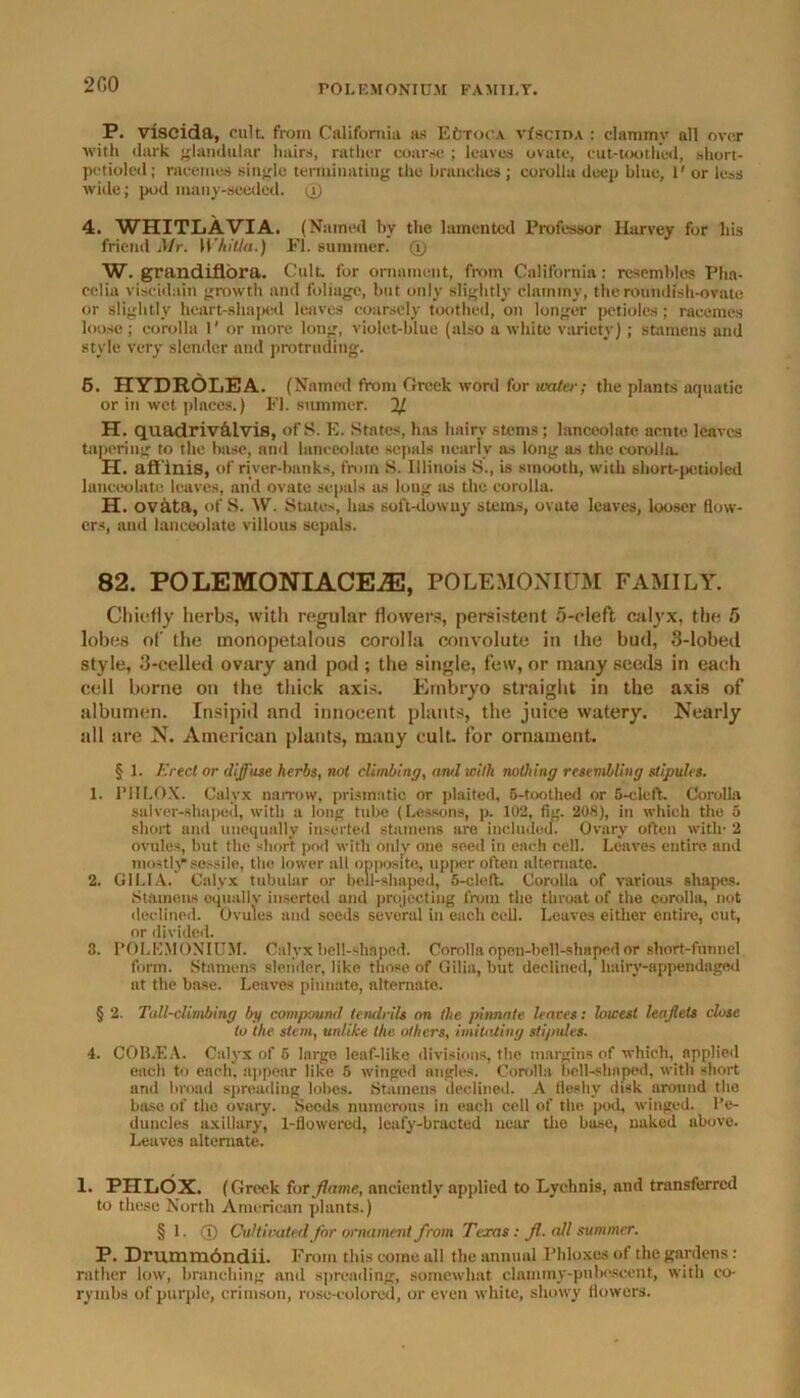 200 P. viscida, cult, from California as EtrrocA vf scii>a : clammy all over with dark glandular hairs, rather coarse ; leaves ovate, cut-toothed, short- petiolcd; racemes single terminating the branches; corolla deep blue, 1' or less wide; pod many-seeded, (i) 4. WHITLAVIA. (Named by the lamented Professor Harvey for his friend Mr. Whitla.) FI. summer. (1) W. grandiflora. C.'ult. for ornament, from California: resembles Pha- eelia viscidain growth and foliage, but only slightly clammy, the roundish-ovate or slightly heart-shaped leaves coarsely toothed, on longer petioles; racemes loose; corolla 1' or more long, violet-blue (also a white variety); stamens and style very slender and protruding. 6. HYDROLEA. (Named front Creek word for water; the plants aquatic or in wet places.) FI. summer. 2/. H. quadriv&Lvis, of S. E. States, has hairy stems; lanceolate, acute leaves tapering to the base, and lanceolate sepals nearly as long as the corolla. H. aff inis, of river-banks, from S. Illinois S., is smooth, with short-pctiolcd lanceolate leaves, and ovate sepals as long as the corolla. H. ovata, of S. AV. States, has soft-downy stems, ovate leaves, looser flow- ers, and lanceolate villous sepals. 82. POLEMONIACE^E, POLEMONIUM FAMILY. Chiefly herbs, with regular flowers, persistent 5-cleft calyx, the 5 lobes of the monopetalous corolla convolute in (he bud, 3-lobed style, 3-celled ovary and pod ; the single, few, or many seeds in each cell borne on the thick axis. Embryo straight in the axis of albumen. Insipid and innocent plants, the juice watery. Nearly till are N. American plants, rnauy cult, for ornament. § 1. Erect or diffuse herbs, not climbing, and with nothing resembling stipules. 1. I’HLOX. Calyx narrow, prismatic or plaited, 6-toothed or 5-cleft. Corolla salver-shaped, with a long tube (Lessons, p. 102, fig. 208), in which the 5 short and unequally inserted stamens are included. Ovary often with- 2 ovules, but the short pod with only one seed in each cell. Leaves eutirc and mostly sessile, the lower all opposite, upper often alternate. 2. G1LIA. Calyx tubular or bell-shaped, 6-cleft. Corolla of various shapes. Stamens equally inserted and projecting from the throat of the corolla, not declined. Ovules and seeds several in each cell. Leaves either entire, cut, or divided. 3. POLEMONIUM. Calyx hell-shaped. Corolla open-bell-shaped or short-funnel form. Stamens slender, like those of Cilia, but declined, lmiry-sppendaged at the base. Leaves pinnate, alternate. § 2. Tull-climbing by compound tendrils on the pinnule leaves: lowest leaflets close to the stem, unlike the Olliers, imitating sti/mles. 4. COB.EA. Calyx of 5 large leaf-like divisions, the margins of which, applied each to each, appear like 5 winged angles. Corolla hell-shaped, with short and broad spreading lobes. Stamens declined. A fleshy disk around the base of the ovary. Seeds numerous in each cell of the pod, winged. Pe- duncles axillary, 1-flowercd, leafy-bracted near tho busc, naked above. Leaves alternate. 1. PHLOX. (Greek for flame, anciently applied to Lychnis, and transferred to these North American plants.) § 1. <T) Cultivated for ornament from Texas: fl. all summer. P. Dru.mm6ndii. From this come all the annual Phloxes of the gardens: rather low, branching and spreading, somewhat clammy-pubescent, with co- rymbs of purple, crimson, rose-colored, or even white, showy flowers.