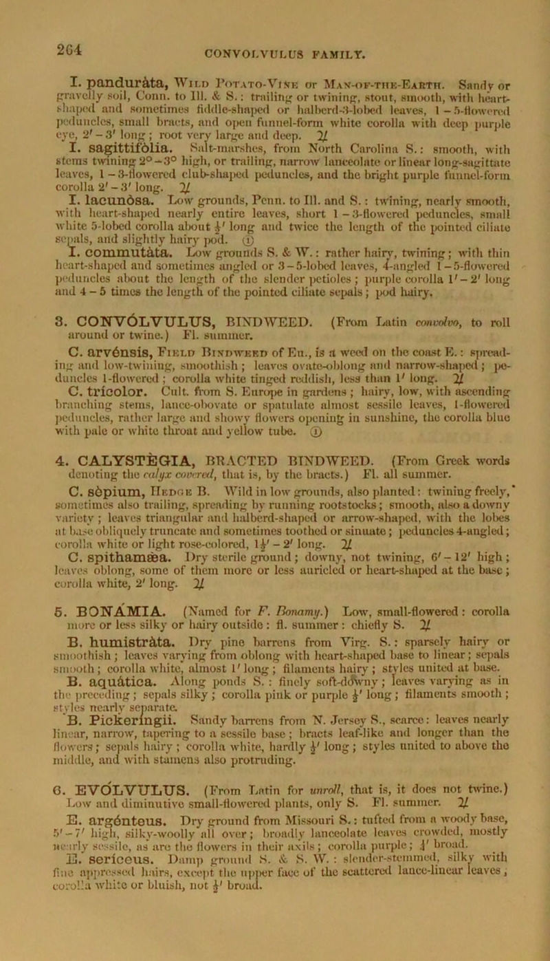 2G4 I. pandur&ta, Wild Potato-Vise or Man-of-the-Earth. Sandy or gravelly soil, Conn, to III. & S.: trailing or twining, stout, smooth, with heart- shaped and sometimes fiddle-shaped or halberd-3-lobcd leaves, 1 - 5-fiowercd peduncles, small bracts, and open funnel-form white corolla with deep purple eye, 2' - 3' long ; root very large and deep. 2/ I. sagittifdlia. Salt-marshes, from North Carolina S.: smooth, with stems twining 2°-3° high, or trailing, narrow lanceolate or linear long-sagittate leaves, 1 -3-tlowercd club-shaped peduncles, and the bright purple funnel-form, corolla 2' - 3' long. 2/ I. lacundsa. Low grounds, Penn, to 111. and S.: twining, nearly smooth, with heart-shaped nearly entire leaves, short 1-3-flowered peduncles, small white 5-lobed corolla about I' long and twice the length of the pointed ciliate sepals, and slightly hairy pod. © I. COllimutata. Low grounds S. & W.: rather hairy, twining; with thin heart-shaped and sometimes angled or 3-5-lobcd leaves, 4-angled 1 - 5-flowcred peduncles about the length of the slender petioles ; purple corolla 1'-2' long and 4-5 times the length of the pointed ciliate sepals; pod hairy, 3. CONV6LVULUS, BINDWEED. (From Latin convolvo, to roll around or twine.) FI. summer. C. arvdnsis, Field Bindweed of Eu., is a weed on the coast E.: spread- ing and low-twining, smoothish; leaves ovate-oblong and narrow-shaped; pe- duncles 1-flowcred ; corolla white tinged reddish, less than 1' long. 21 C. tricolor. Cult, from S. Eimq>e in gardens ; hairy, low, with ascending branching steins, lanee-obovate or spatulate almost sessile leaves, 1-flowercd peduncles, rather large and showy flowers opening in sunshine, the corolla blue with pale or white throat and yellow tube. © 4. CALYSTEGIA, BRACTED BINDWEED. (From Greek words denoting the calyx covered, that is, by the bracts.) FI. all summer. C. s6pium, ITedc,e B. Wild in low grounds, also planted: twining freely,' sometimes also trailing, spreading by running rootstocks; smooth, also a downy variety ; leaves triangular and halberd-shaped or arrow-shaped, with the lobes at base obliquely truncate and sometimes toothed or sinuate; peduncles4-augled; corolla white or light rose-colored, 1 k' -2' long. 21 C. spithamsea. Dry sterile ground ; downy, not twining, 6'-12' high; leaves oblong, some of them more or less auricled or hearVshuped at the base; corolla white, 2' long. 2J. 5. BONAMIA. (Named for F. n<mamy.) Low, small-flowered: corolla more or less silky or hairy outside : fl. summer : chiefly S. 2J. B. humistr&ta. Dry pine barrens from Virg. S.: sparsely hairy or smoothish; leaves varying from oblong with heart-shaped base to linear; sepals smooth; corolla white, almost 1' long ; filaments hairy ; styles united at base. B. aqufitica. Along ponds S. : finely soft-ddVny; leaves varying as in the preceding ; sepals silky ; corolla pink or purple loug ; filaments smooth ; styles nearly separate. B. Pickermgii. Sandy barrens from N. Jersey S., scarce: leaves nearly linear, narrow, tapering to a sessile base; bracts leaf-like and longer than the flowers; sepals hairy ; corolla white, hardly long; styles united to above tho middle, and with stamens also protruding. G. EVOLVULUS. (From Latin for unroll, that is, it does not twine.) Low and diminutive small-flowered plants, only S. Fl. summer. 21 E. argdnteus. Dry ground from Missouri S.: tufted from a woody base, •V-7' high, silky-woolly all over; broadly lanceolate leaves crowded, mostly nearly sessile, ns are the flowers in their axils; corolla purple; ,\' broad. TfijjL snrir> ons Da inn o-mnnd N Sr. S. W. : slender-stemmed, silkv with