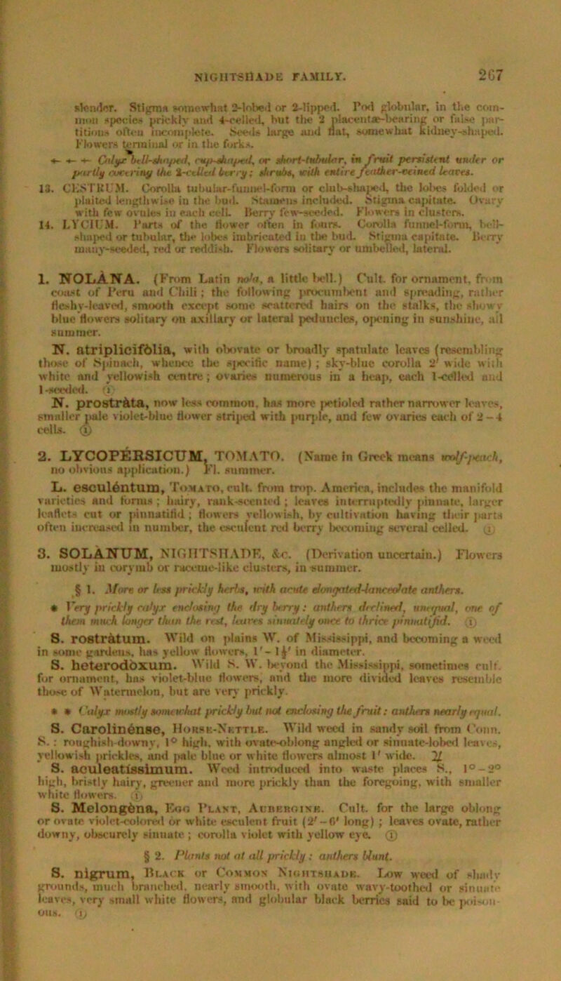 sender. Stigma somewhat 2-lobed or 2-!ippod. Pod globular, in the com- Bum specie* prickly ami 4-eelled, but the 2 placentae-bcaring or false par- titions often incomplete. Seed* large and flat, somewhat kidaey-she.ped. Flowers terminal or in the forks. s- s- s- Gdyjebtll-sha/std, cup-shaped, or short-tnfruk’r, in fruit persist* nt under or jeirtly covering the %-etllcd berry; dirubs, tciJlt entire fcather-eeined leaves. 13. CKSTKUM. Corolla tubular-fuimel-form or club-shaped, the lobe* folded or plaited lengthwise in the bud. Stamens included. Stigma capitate. Ovary with few ovules in each celL llerry few-seeded. Flower* in clusters. 14. LYCIUM. Parts of the flower often in fours. Corolia funnel-fonn, beil- shnped or tubular, the lobes imbricated in the bud. Stigma capitate, llerry many-seeded, red or reddish. Flowers solitary or umbeued, lateral. 1. NOLANA. (From Latin nola.n little bell.) Cult, for ornament, f; in coast of Peru and Chili; the following procumbent and spreading, rather fleshy-leaved, smooth except some scattered hairs on the stalks, the showy blue flowers solitary on axillary or lateral peduncles, opening in sunshine, all summer. N. ntl'iplicif61ia, with obovate or broadly spatulate leaves (resembling those of Spinach, whence the sjavific name); sky-blue eorolla 2' wide wilh white and yellowish centre; ovaries numerous in a heap, each l-cdled mid 1 -seeded. (l; N. prostr&ta, now less common, has more petioled rather narrower leaves, smaller jade violet-blue flower striped with purple, and few ovaries each of 2 - 4 cells. ® 2. LYCOPERSICUM, TOMATO. (Name in Greek means wo^-jteach, no obvious application.) FI. summer. L. eSCUlAnturn, Tomato, cult, from trop. America, includes the manifold varieties and forms; hairy, rank-scented; leaves interruptedly pinnate, larger leaflets cut or pinnatitid ; flower* yellowish, by cultivation having their parts often increased in number, the esculent red berry becoming several celled, y 3. SOLANUM, NIGHTSHADE, &r. (Derivation uncertain.) Flowers mostly in corymb or raceme-iike clusters, in summer. § 1. More or Irss prickly herbs, trith acute elongated-lanceolate anthers. • Very prickly calyx enclosin'/ the dry lurry: anthers declined, unequal, one of them much longer than the rest, leaves sinuately once to thrice pinnatijid. i) S. rostratum. Wild on plains W. of MF-issippi, and becoming a weed in some gardens, has yellow flowers, 1' - 1in diameter. S. beterodoxum. Wild S. W. beyond the Mississippi, sometime* cult, for ornament, has violet-blue flowers, and the more divided leaves resemble those of Watermelon, but are very prickly. • * Calyx mostly sometrhat prickly but not enclosing the fruit: anthers nearly equal. S. CarolinAnse, Horsk-Nkttle. Wild weed in sandy soil from Conn. S.: roughish downy, 1° high, with ovate-oblong angled or sinuate-lobed leaves, yellowish prickles, and pale blue or white flowers almost 1' wide. 21 S. aculeatfssimum. Weed introduced into waste places S., l°-2° high, bristly hairy, greener and more prickly than the foregoing, with smaller white flowers, (t) S. Melong6na, Eoo Plant, Aciikikiink. Cult, for the large oblong or ovate violet-colored or white esculent fruit (2'-6' long) ; leaves ovate, rather downy, obscurely sinuate ; corolla violet with yellow eye. (i) § 2. Plants not at all prickly: anthers blunt. S. nigrum. Black or Common Nhihtsuadk. Low weed of shady grounds, much branched, nearly smooth, with ovate wavy-toothed or sinuate leaves, very small white flowers, and globular black berries said to be poison OUS. I)