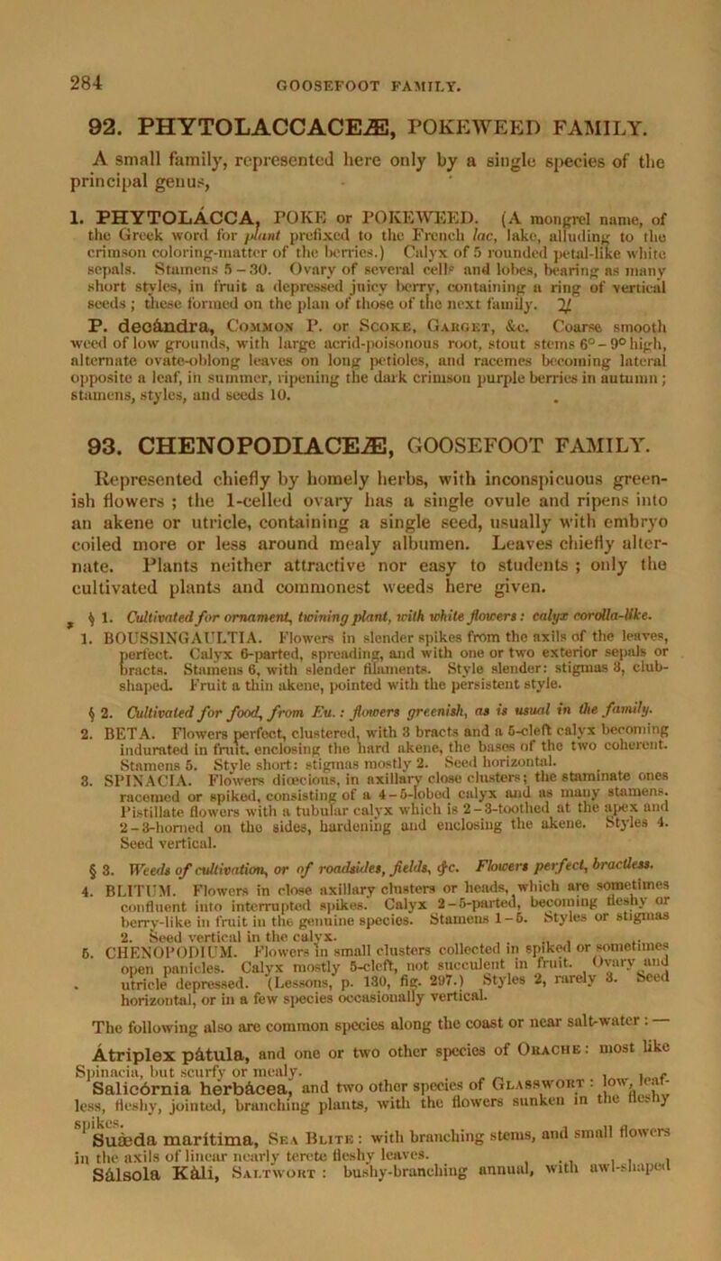 92. PHYTOLACCACE2E, POKEWEED FAMILY. A small family, represented here only by a single species of the principal genus, 1. PHYTOLACCA. TORE or POKEWEED. (A mongrel name, of the Greek word for plant prefixed to the French lac, lake, alluding to the crimson coloring-matter of the berries.) Calyx of 5 rounded petal-like white sepals. Stamens 5 - 30. Ovary of several cells and lobes, bearing as many short styles, in fruit a depressed juicy berry, containing a ring of vertical seeds ; these formed on the plan of those of the next family. 2/ P. deCcindra, Common P. or Score, Gakget, &c. Coarse smooth weed of low grounds, with large acrid-poisonous root, stout stems 6°-9° high, alternate ovate-oblong leaves on long petioles, and racemes becoming lateral opposite a leaf, in summer, ripening the dark crimson purple berries in autumn ; stamens, styles, and seeds 10. 93. CHENOPODIACEiE, GOOSEFOOT FAMILY. Represented chiefly by homely herbs, with inconspicuous green- ish flowers ; the 1-celled ovary has a single ovule and ripens into an akene or utricle, containing a single seed, usually with embryo coiled more or less around mealy albumen. Leaves chiefly alter- nate. Plants neither attractive nor easy to students ; only the cultivated plants and commonest weeds here given. $ 1. Cultivated for ornament, twining plant, with white flowers: calyx corolla-like. 1. B0USS1NGAULTIA. Flowers in slender spikes from the axils of the leaves, perfect. Calyx 6-parted, spreading, and with one or two exterior sepals or bracts. Stamens 6, with slender filaments. Style slender: stigmas 8, club- shaped. Fruit a thin akene, pointed with the persistent style. tj 2. Cultivated for food, from Eu.: flowers greenish, as is usual in the family. 2. BETA. Flowers perfect, clustered, with 3 bracts and a 6-cleft calyx becoming indurated in fruit, enclosing the hard akene, the bases of the two coherent. Stamens 5. Style short: stigmas mostly 2. Seed horizontal. 3. SPINACIA. Flowers dioecious, in axillary close clusters; the stammate ones racomed or spiked, consisting of a 4-6-Iobed calyx and as many stamens. Pistillate flowers with a tubular calyx which is 2-8-toothed at the apex and 2-3-homed on the sides, hardening and enclosing the akene. Styles 4. Seed vertical. § 3. Weeds of cultivation, or of roadsuies, fields, ifc. Flowers perfect, bractless. 4. BLITUM. Flowers in close axillary clusters or heads, which are sometimes confluent into interrupted spikes. Cnlyx 2-6-parted, becoming fleshy or berrv-like in fruit in tne genuine species. Stamens 1-6. Styles or stigmas 2. Seed vertical in the calyx. .. 6. CHENOl’ODIUM. Flowers in small clusters collected m spiked or sometimes open panicles. Calyx mostly 5-cleft, not succulent in fruit. Ovary and . utricle depressed. (Lessons, p. 130, fig. 297.) Styles 2, rarely 3. Seed horizontal, or in a few species occasionally vertical. The following also are common species along the coast or near salt-water : Atriplex p&tula, and one or two other species of Oeache : most like Spinaeia, but scurfy or mealy. „ _ . , f Salic6rnia herb&cea, and two othor species of Glass wort : low, • - less, fleshy, jointed, branching plants, with the flowers sunken in t ic cs i) 1 Suaeda maritima, Sea Blite : with branching stems, and small flowers in the axils of linear nearly terete fleshy leaves. S&lsola KcLli, Saltwort : bushy-branching annual, with awl-sliape*